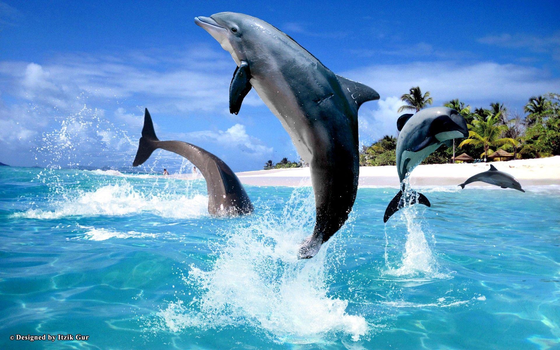 Dolphin Beach Wallpapers - Top Free Dolphin Beach Backgrounds -  WallpaperAccess