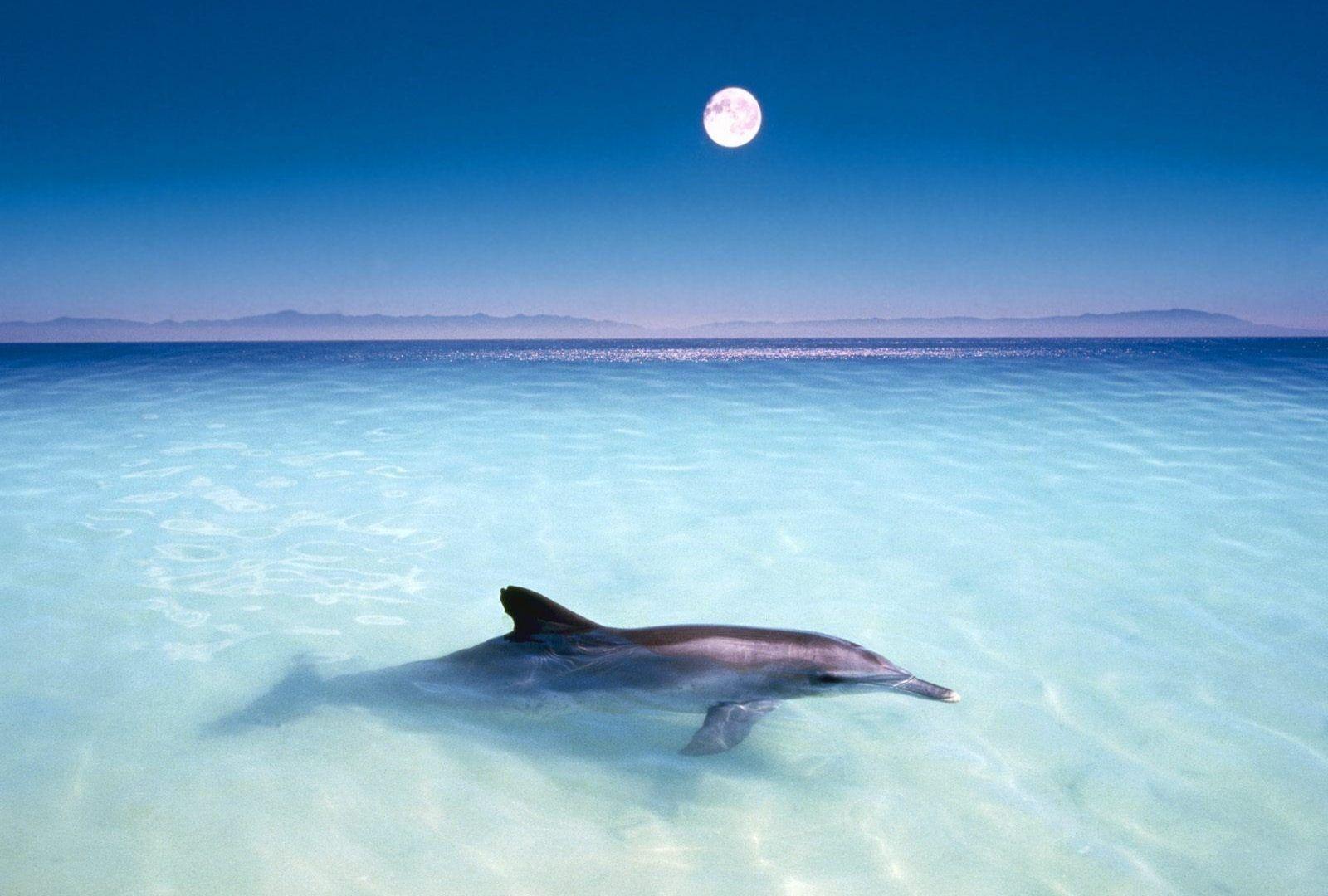 Beach Dolphin Window Curtain Home Decoration For Bedroom