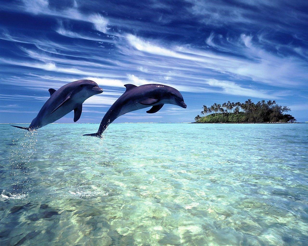 Dolphin Beach Wallpapers - Top Free Dolphin Beach Backgrounds