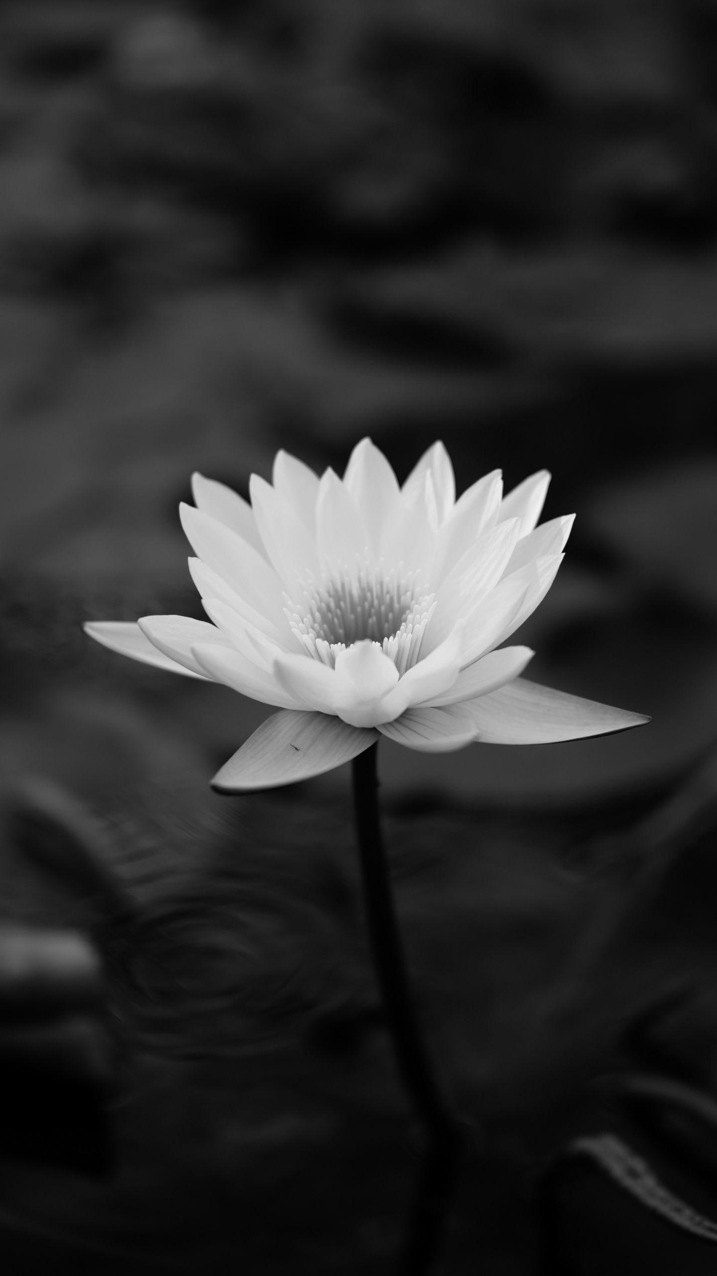 Black Lotus Wallpapers Top Free Black Lotus Backgrounds WallpaperAccess