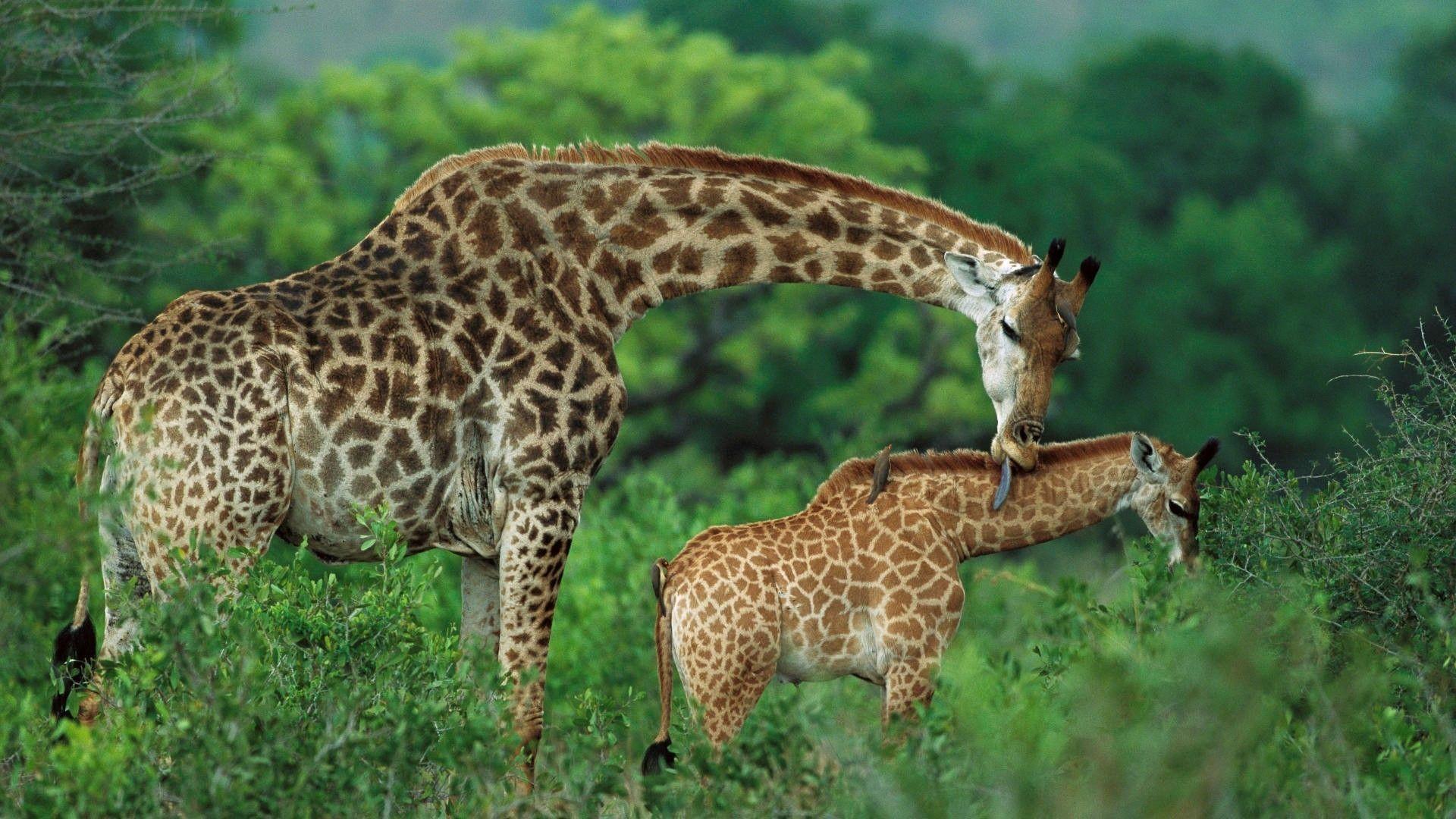 1920x1080 African Giraffe With His Baby In Jungle HD Wallpaper HD