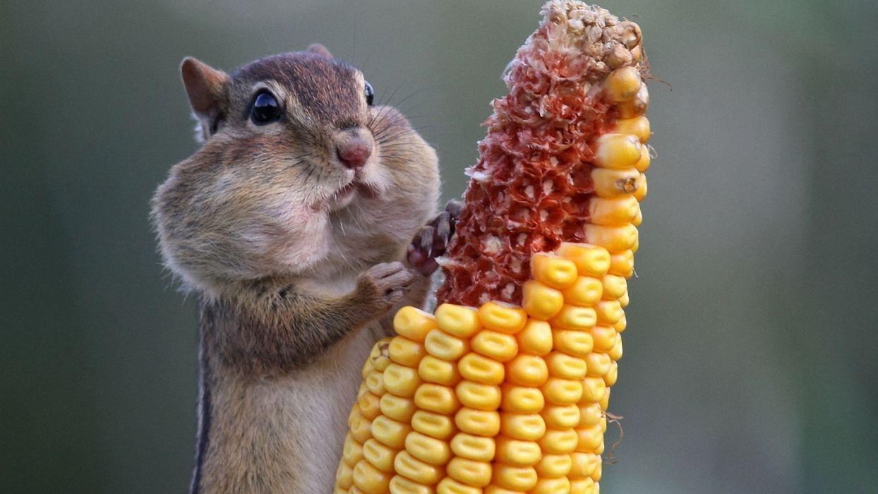 1244x700 Chipmunk wallpaperx1080