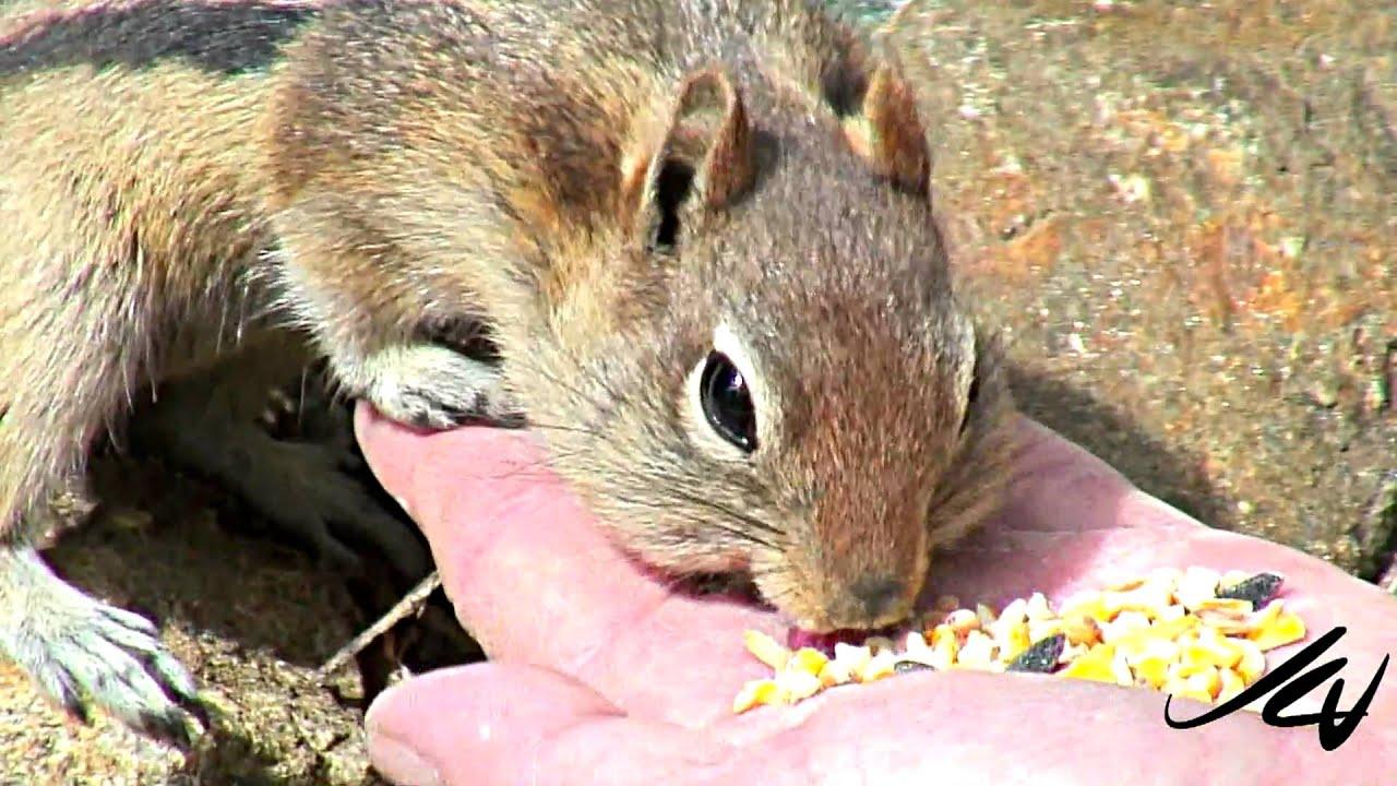 Lil Chipmunk Nude