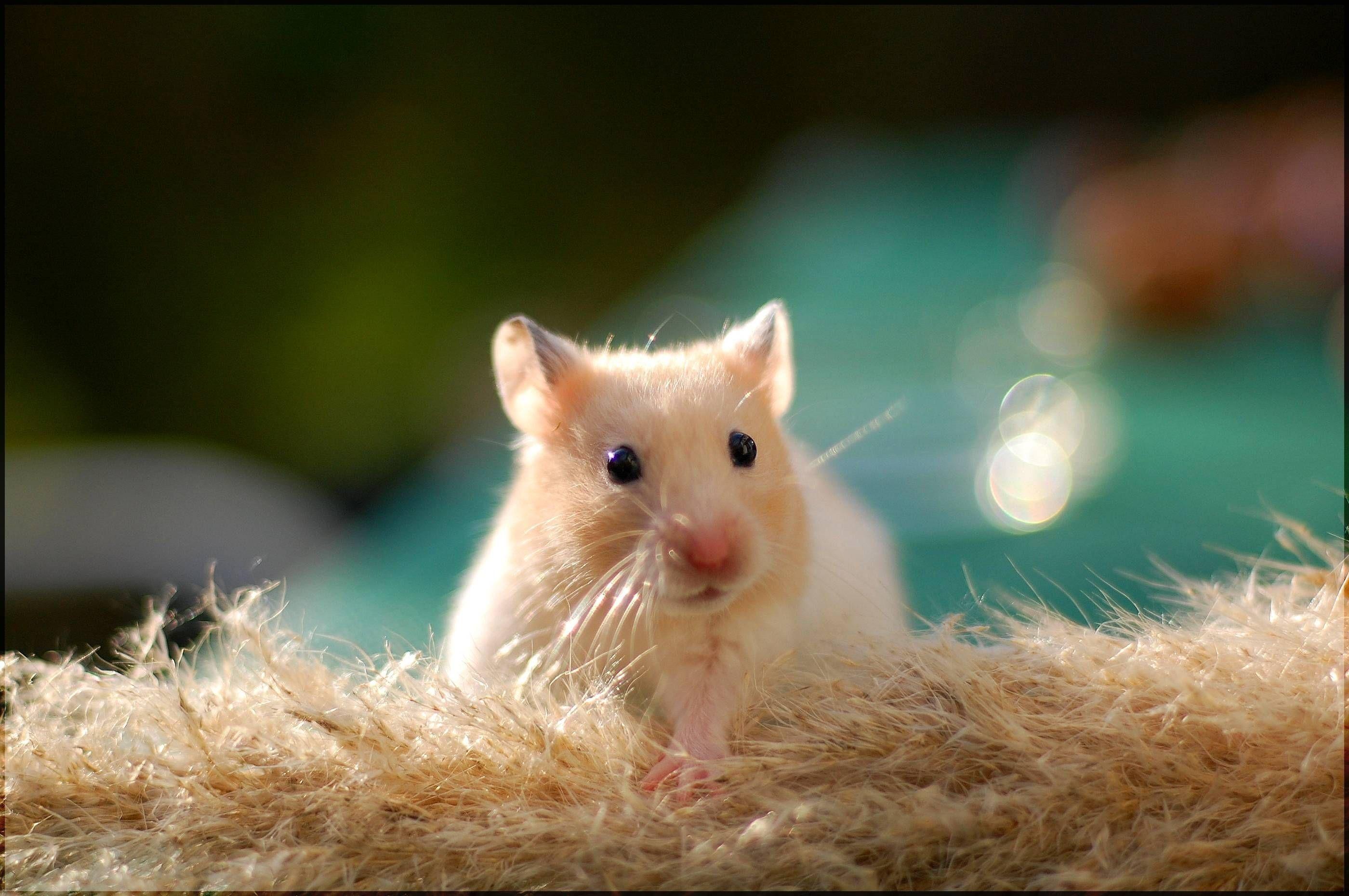 2800x1862 Rat Wallpaper