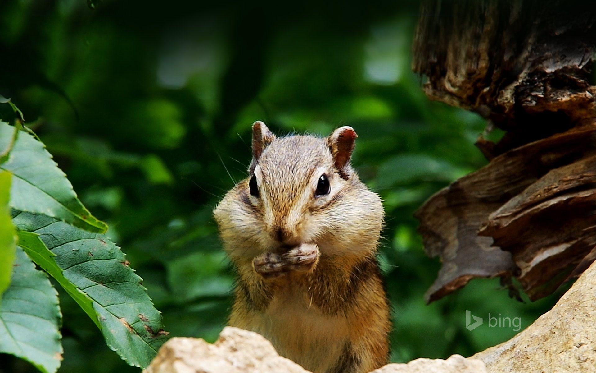 1920x1200 Siberian Chipmunk Wallpaper