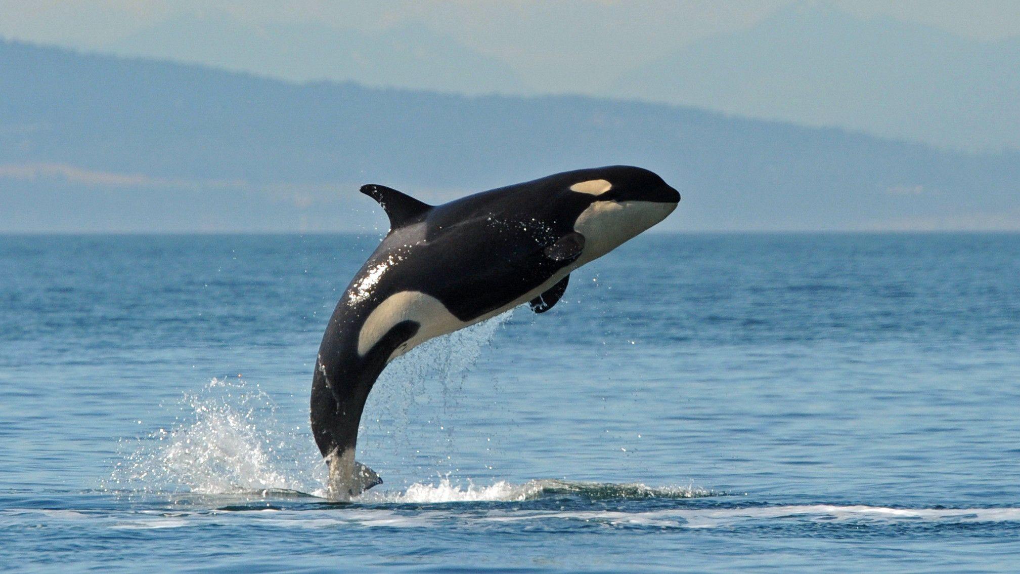 Baby Orca Wallpapers - Top Free Baby Orca Backgrounds - WallpaperAccess