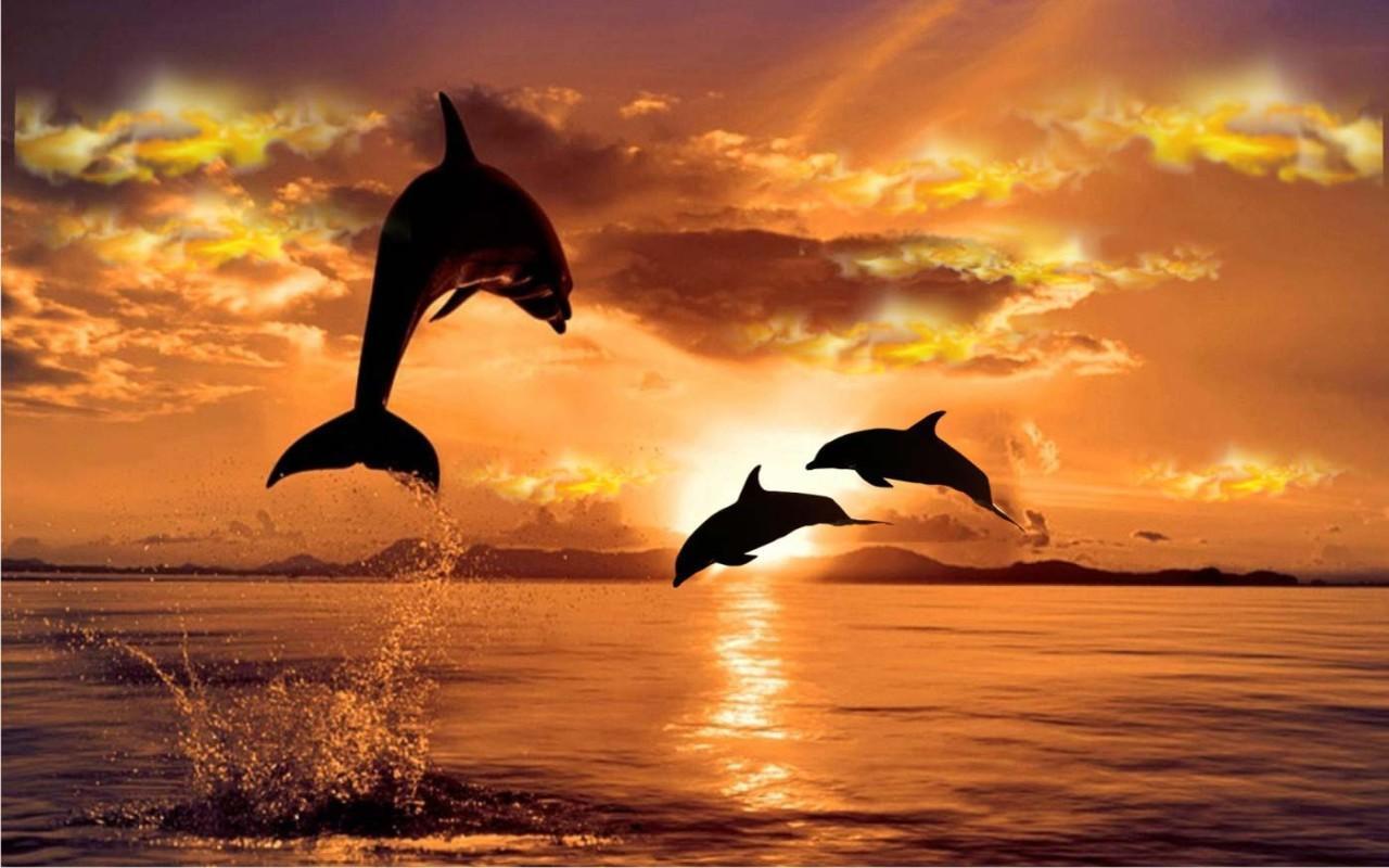 Dolphins Jumping In The Sunset Wallpaper | Hq Wallpapers