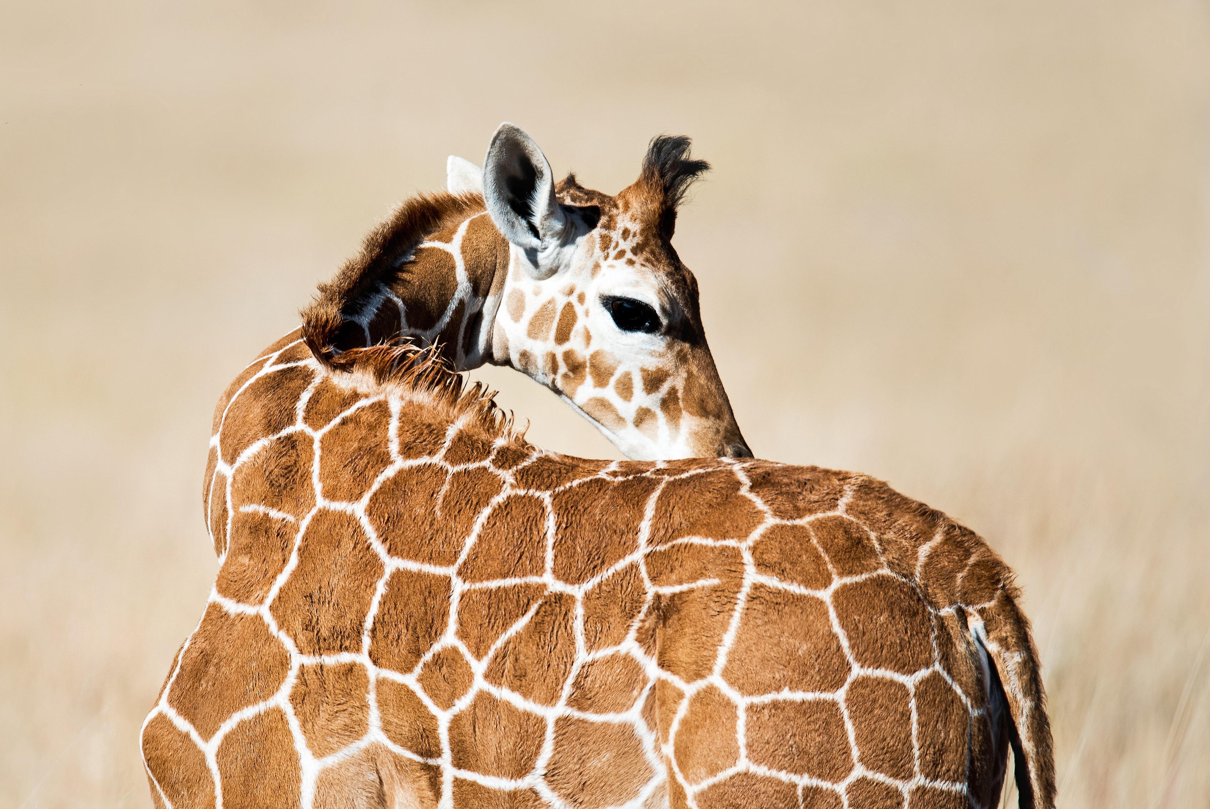 Baby Giraffe Wallpapers Top Free Baby Giraffe Backgrounds