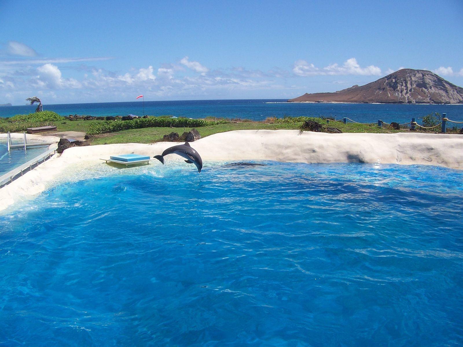 1600x1200 Download wallpaper 1600x1200 sea, beach, dolphin standard 4