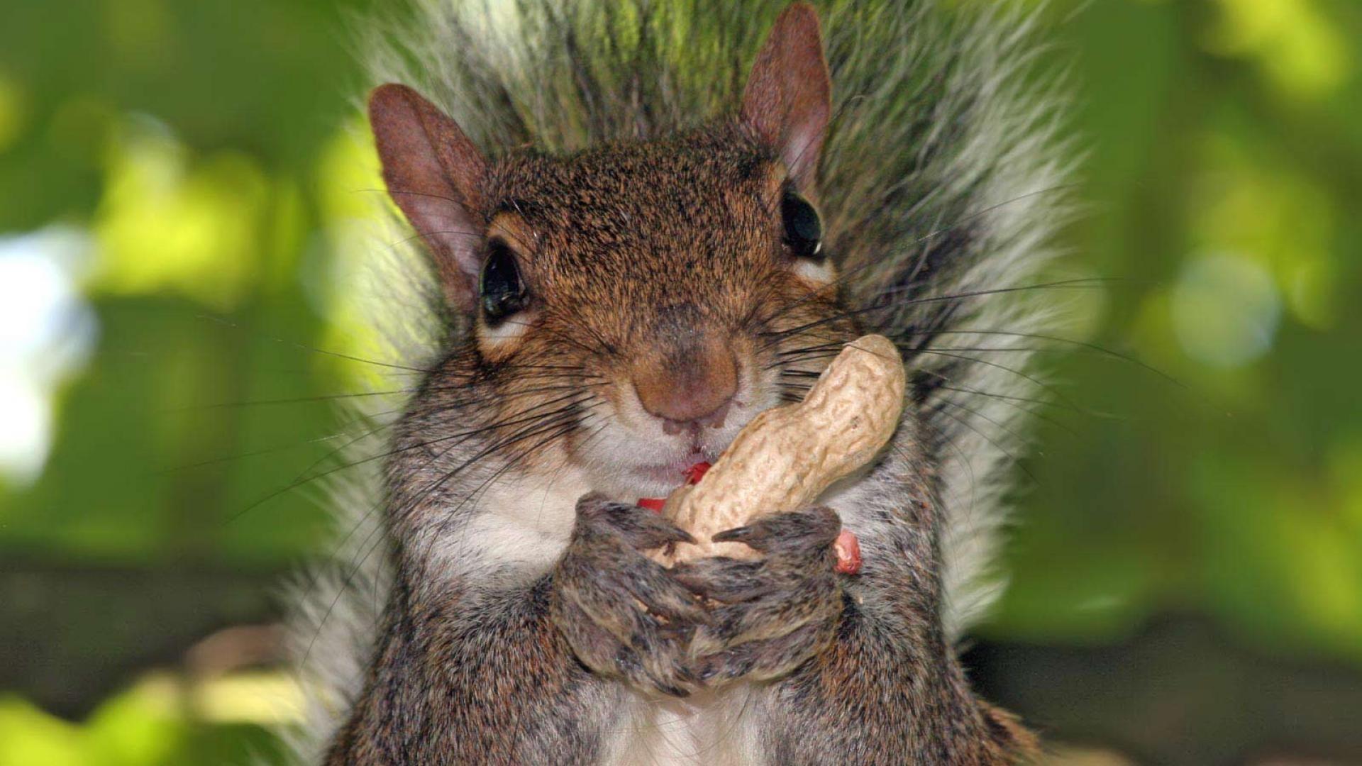 1920x1080 Squirrels :)