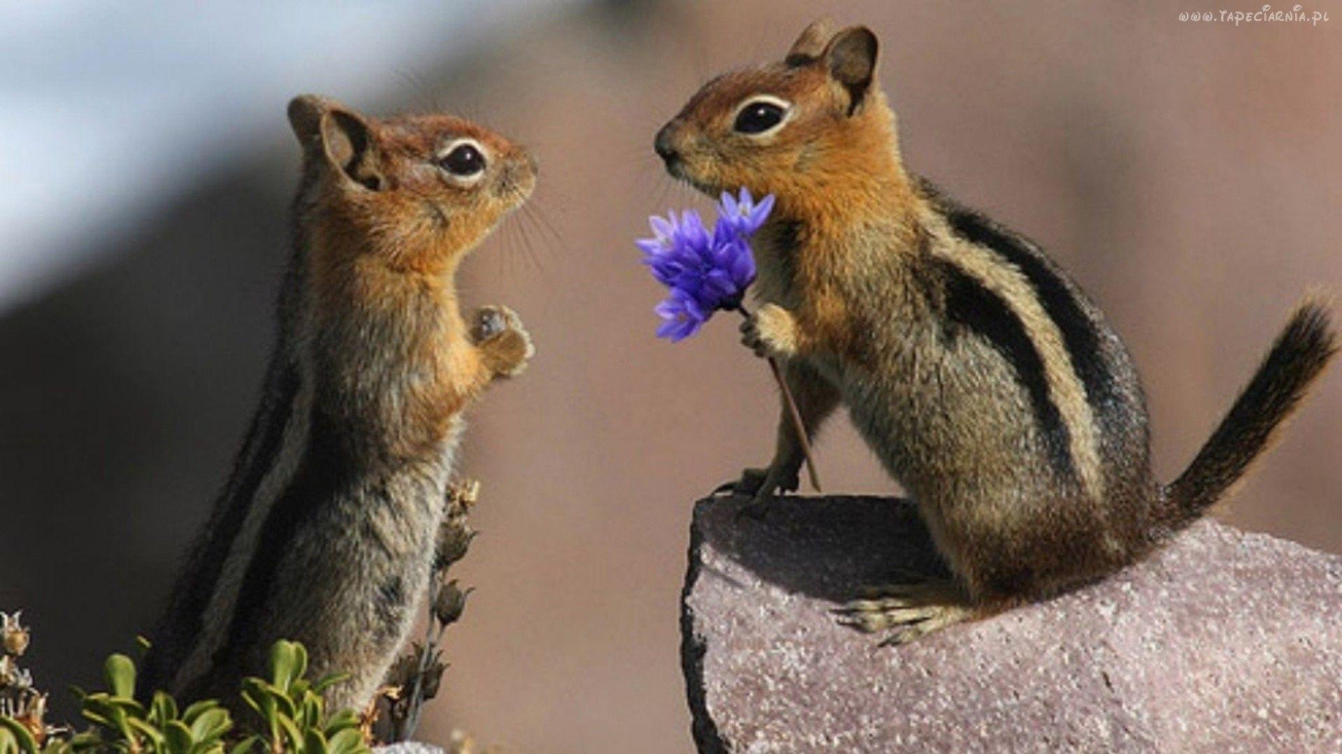 1920x1080 Squirrel Valentine Wallpaper