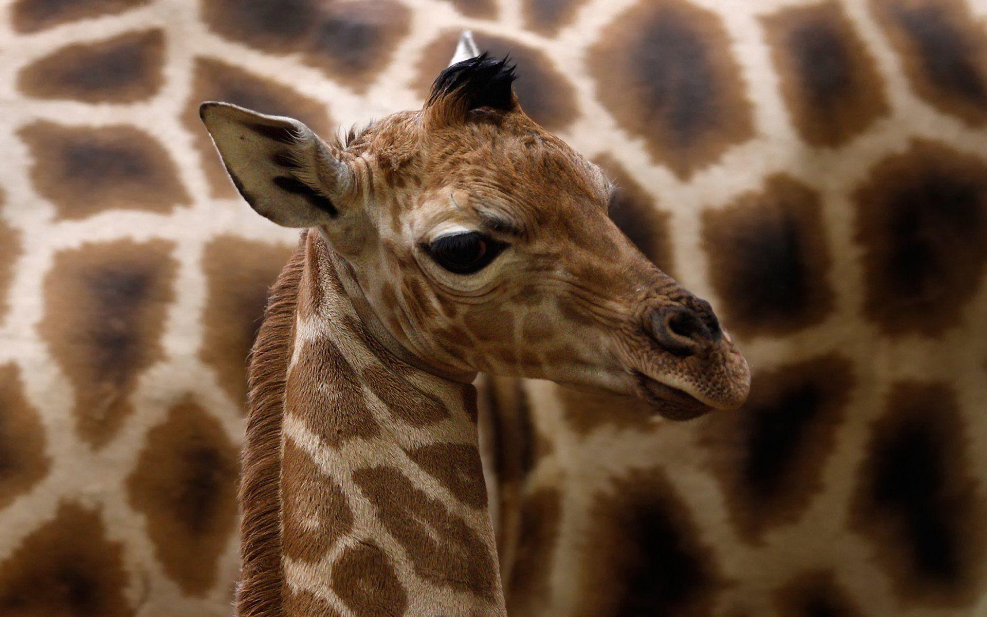 1920x1200 Giraffe HD Wallpaper and Background Image