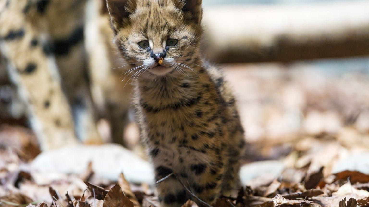 1536x864 Cute Baby Jaguar HD Wallpaper