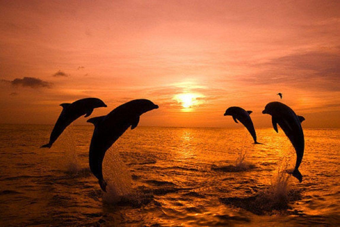 Dolphin Sunset Wallpapers - Top Free Dolphin Sunset Backgrounds