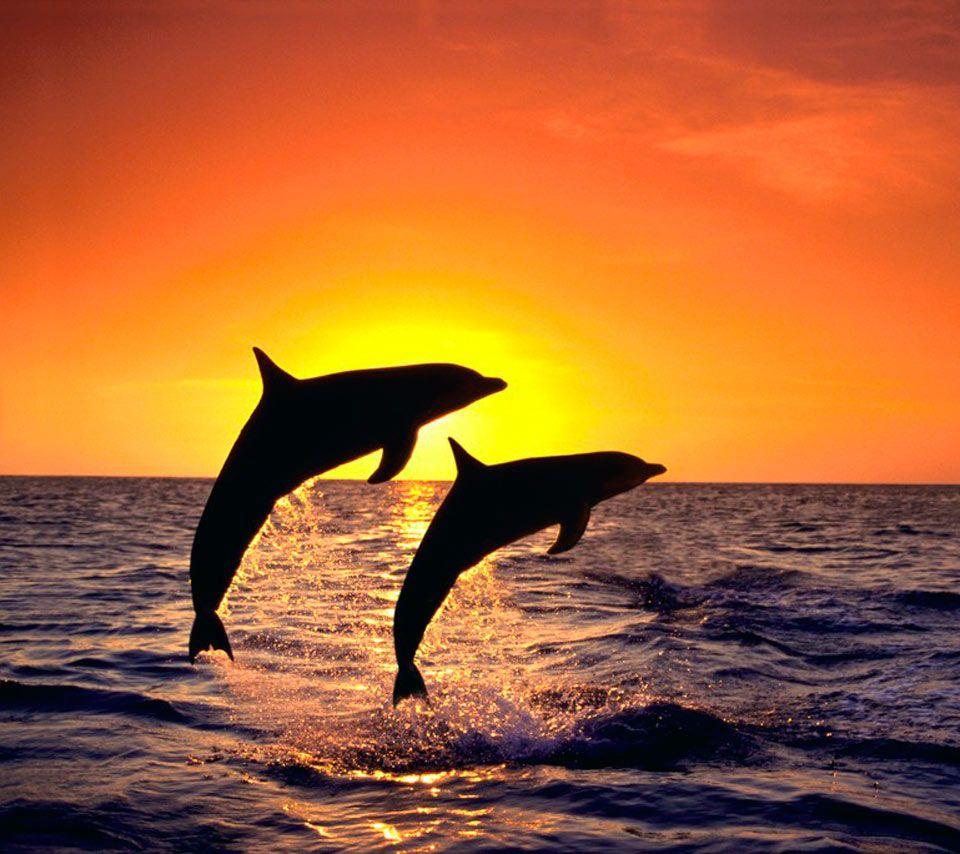 960x854 Free download Nature Beach Sunset Dolphins High Resolution
