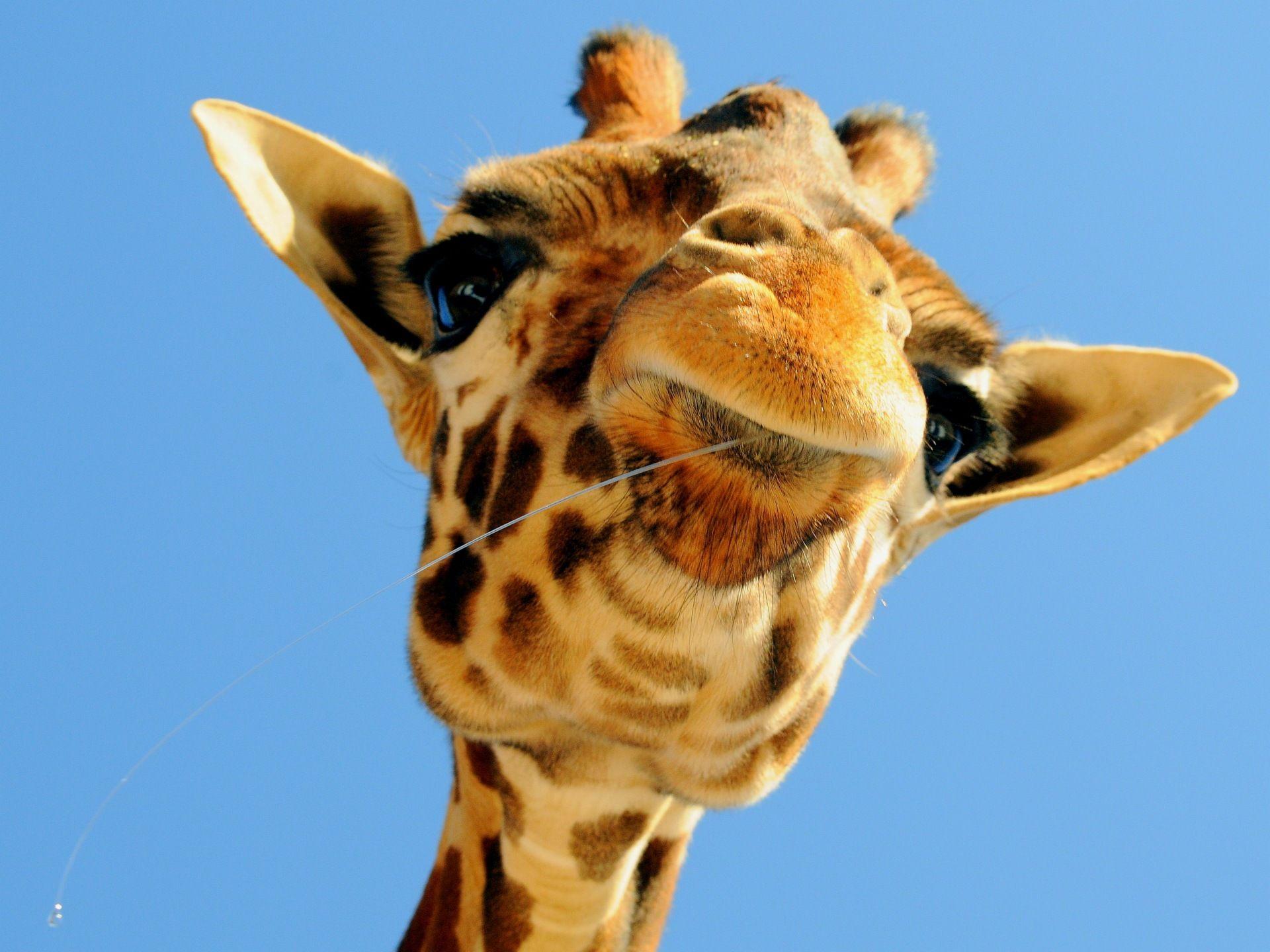 1920x1440 Giraffes Wallpaper