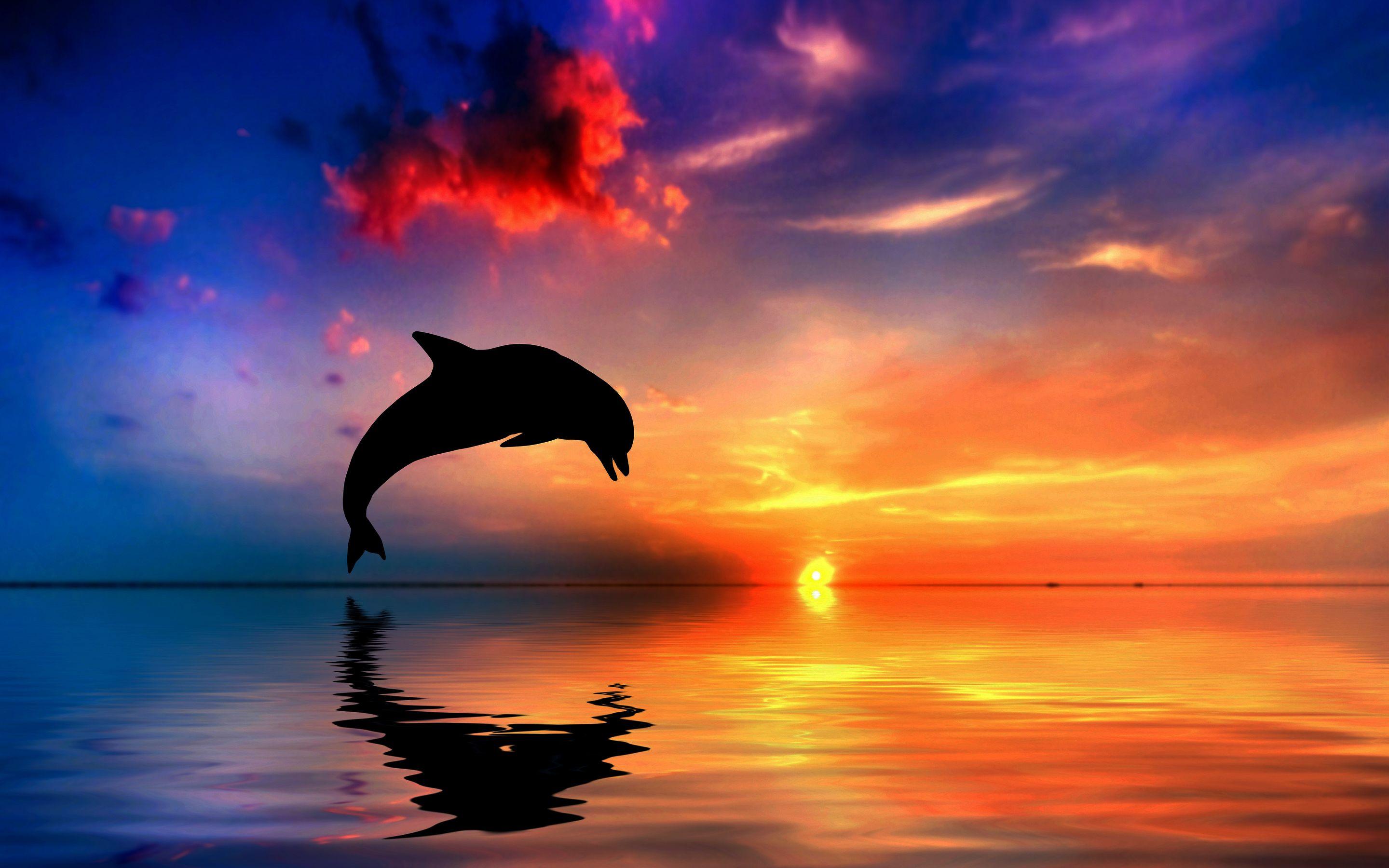 Sunset Wallpaper Beach Dolphin Bmp crump