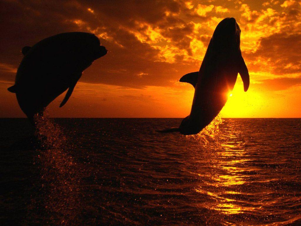 1024x768 Killer Whale wallpaper Baby Killer Whales wallpaper Baby