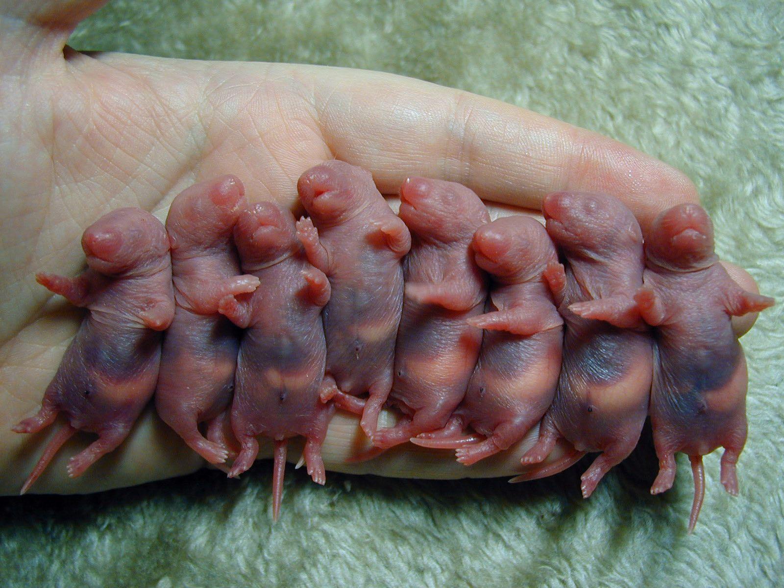 1600x1200 Baby rats (pinkies)