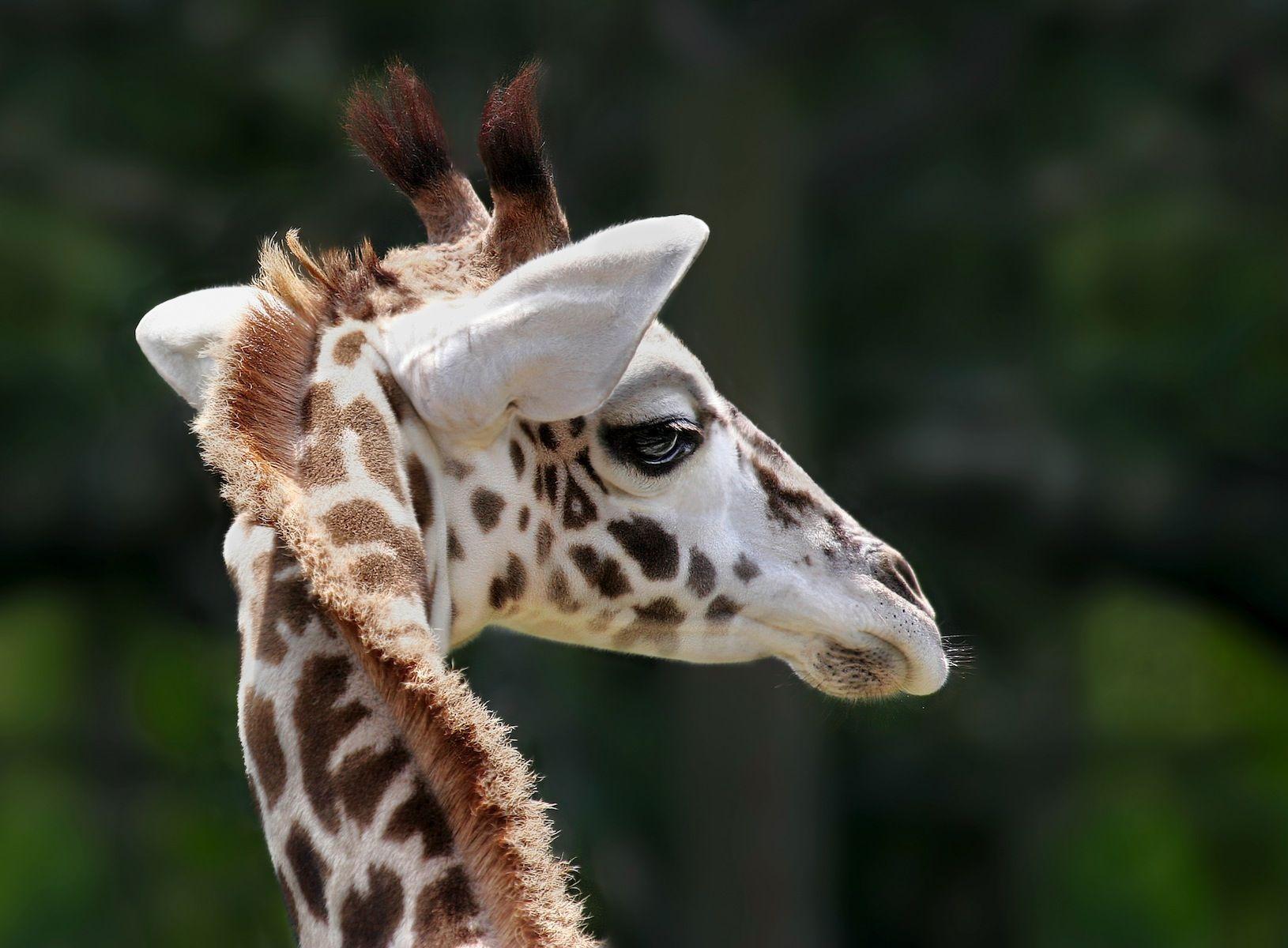 1630x1200 Baby Giraffe Face HD Wallpaper. giraffe. Masai giraffe