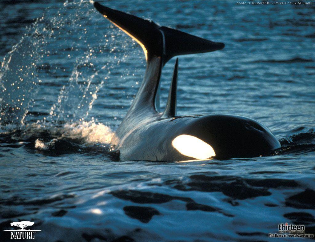 1024x786 orca wallpaper. free desktop wallpaper 2011