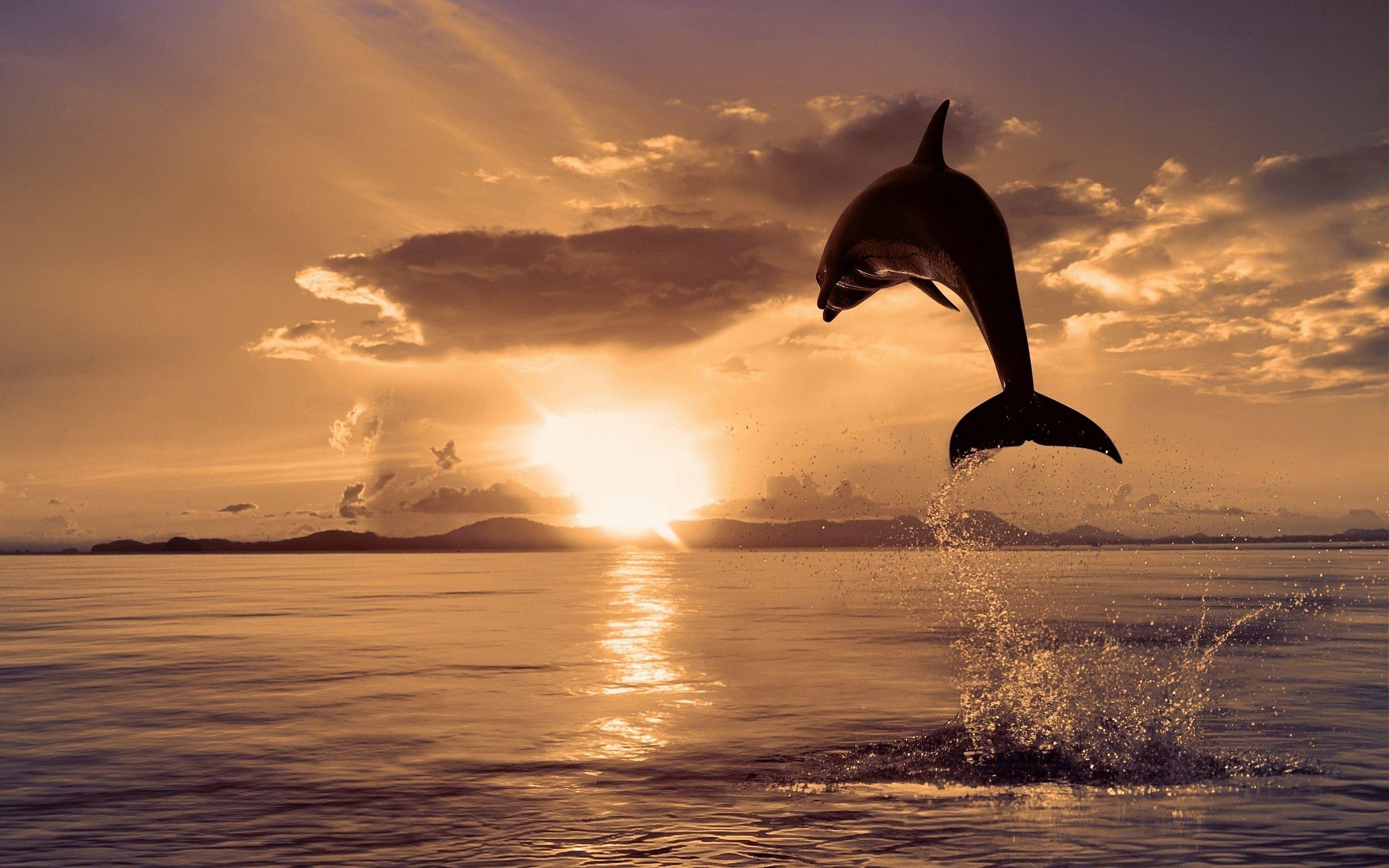 2560x1600 Dolphins Jumping at Sunrise. Dolphin Jump Sunrise