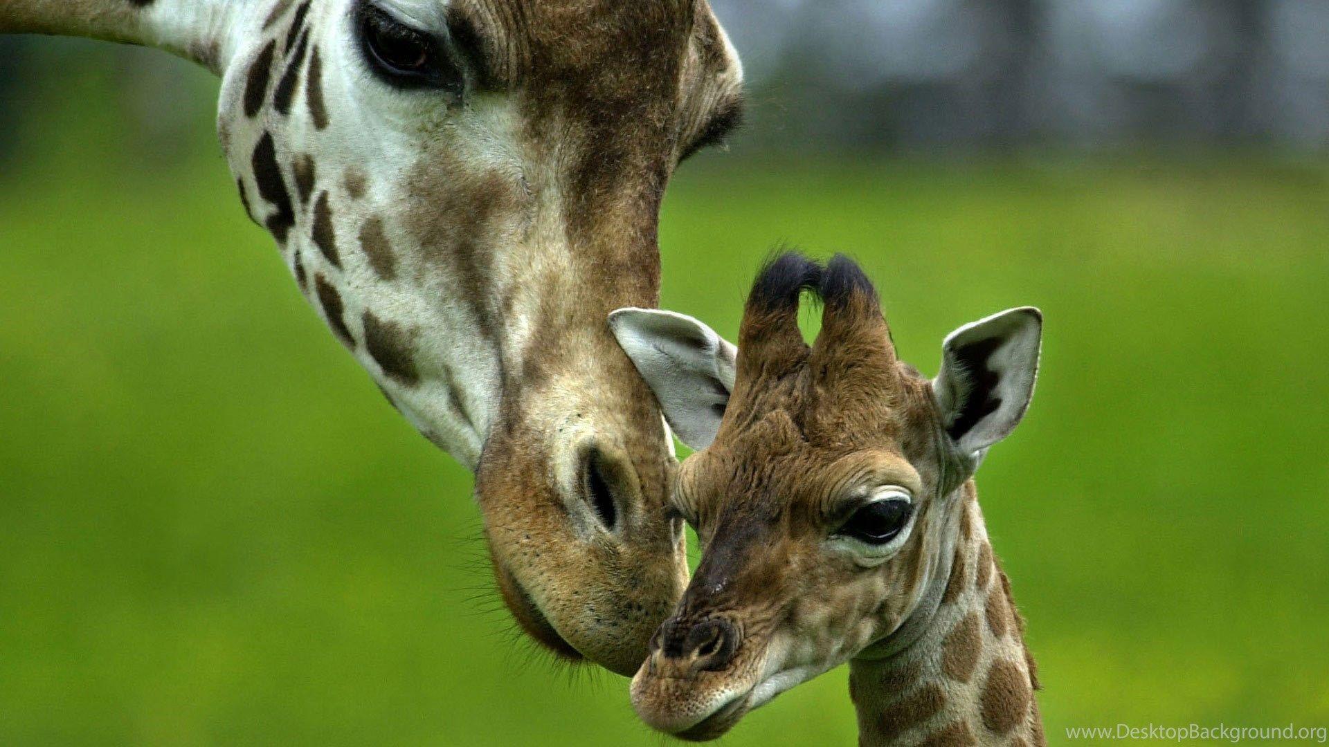 1920x1080 Baby Giraffe Wallpaper 221286 Desktop Background