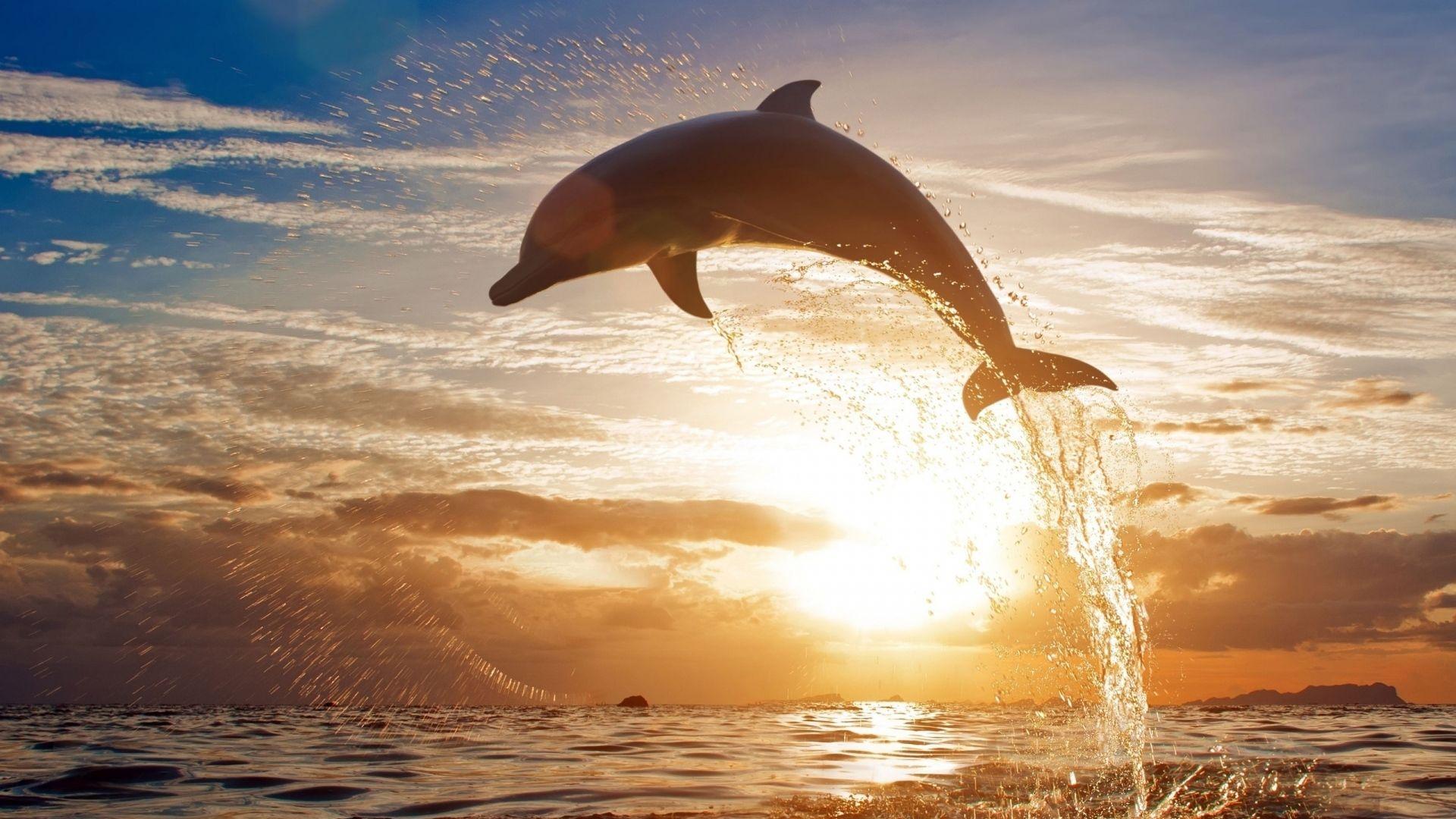 1920x1080 Dolphin Jump in Sea During Sunset Wallpaper