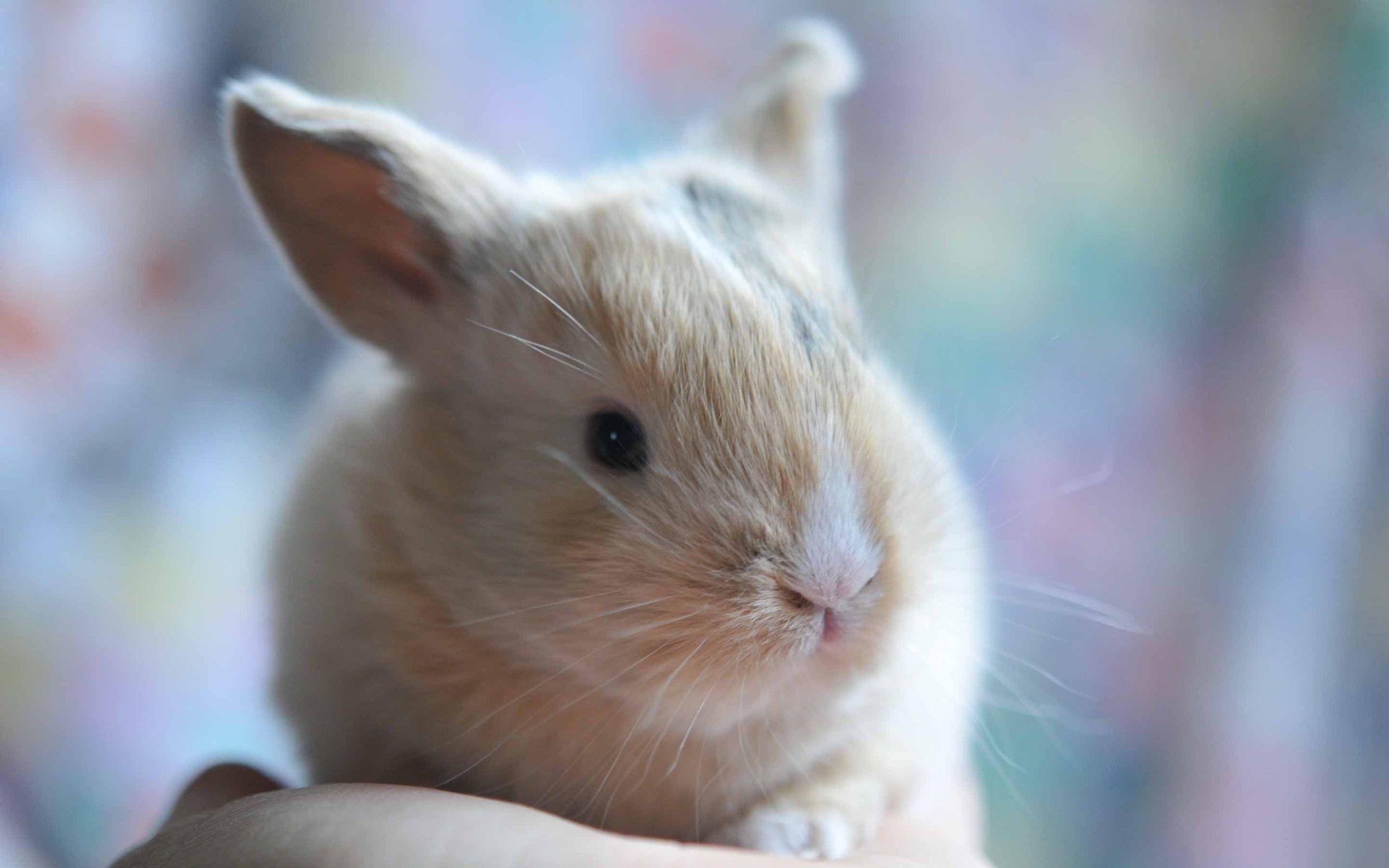 2560x1600 Cute Baby Bunny MacBook Air Wallpaper .