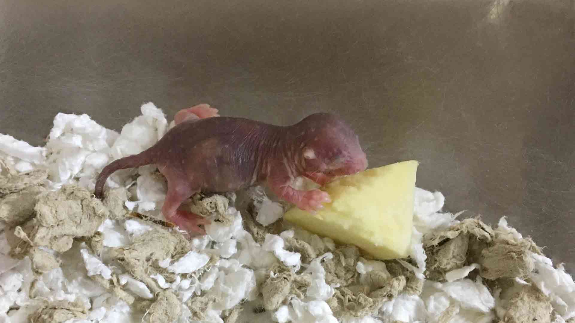 1920x1080 PacSci Podcast: Baby Naked Mole Rats Arrive. Pacific