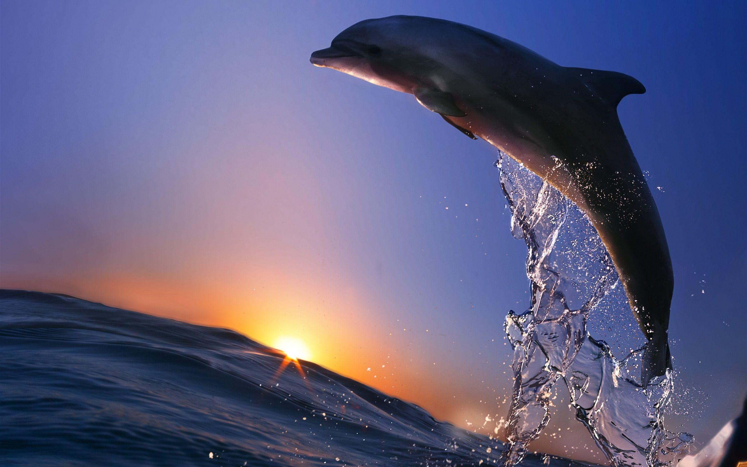 Dolphin Sunset Wallpaper