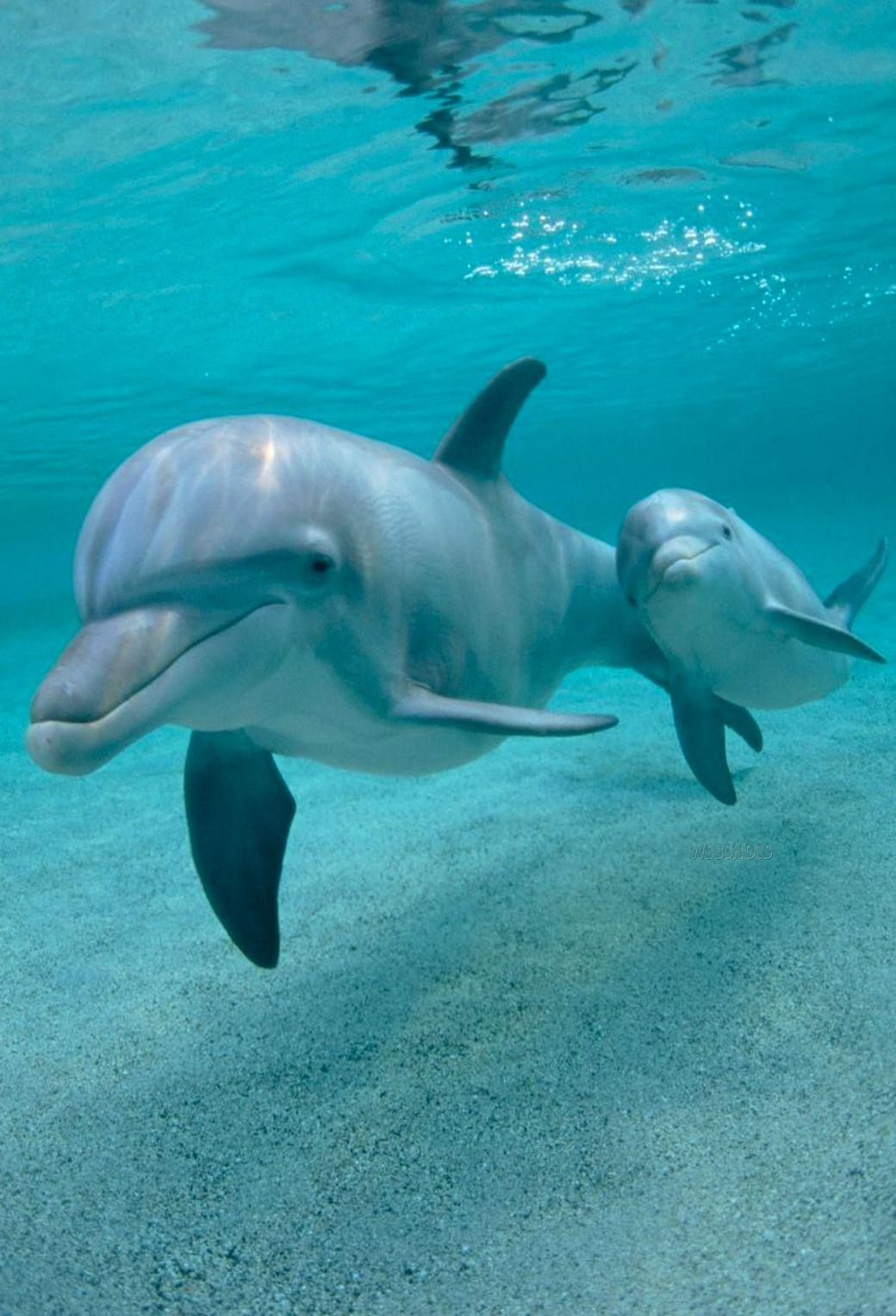1040x1526 Dolphin Wallpaper for iPhone X, 6