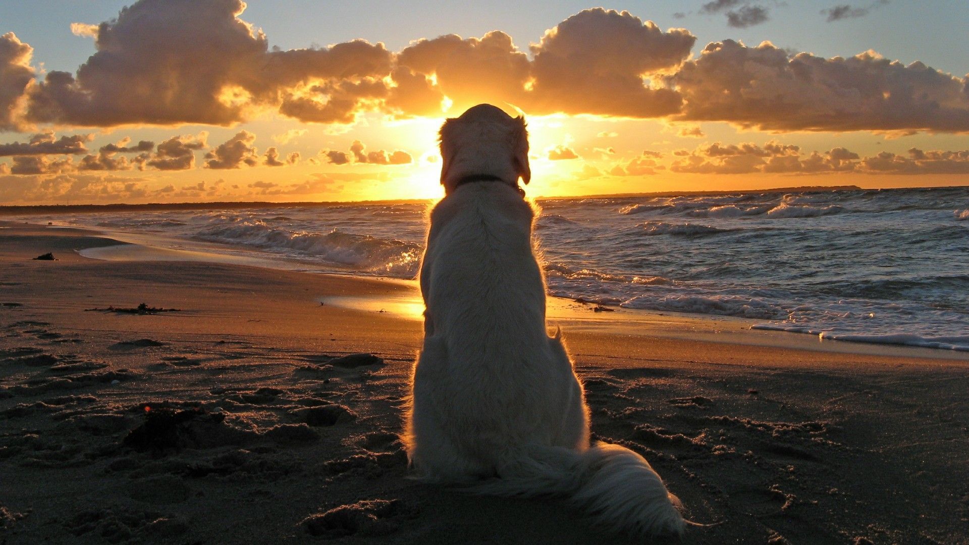 1920x1080 Dreams Comes True Wallpaper, HD Animals