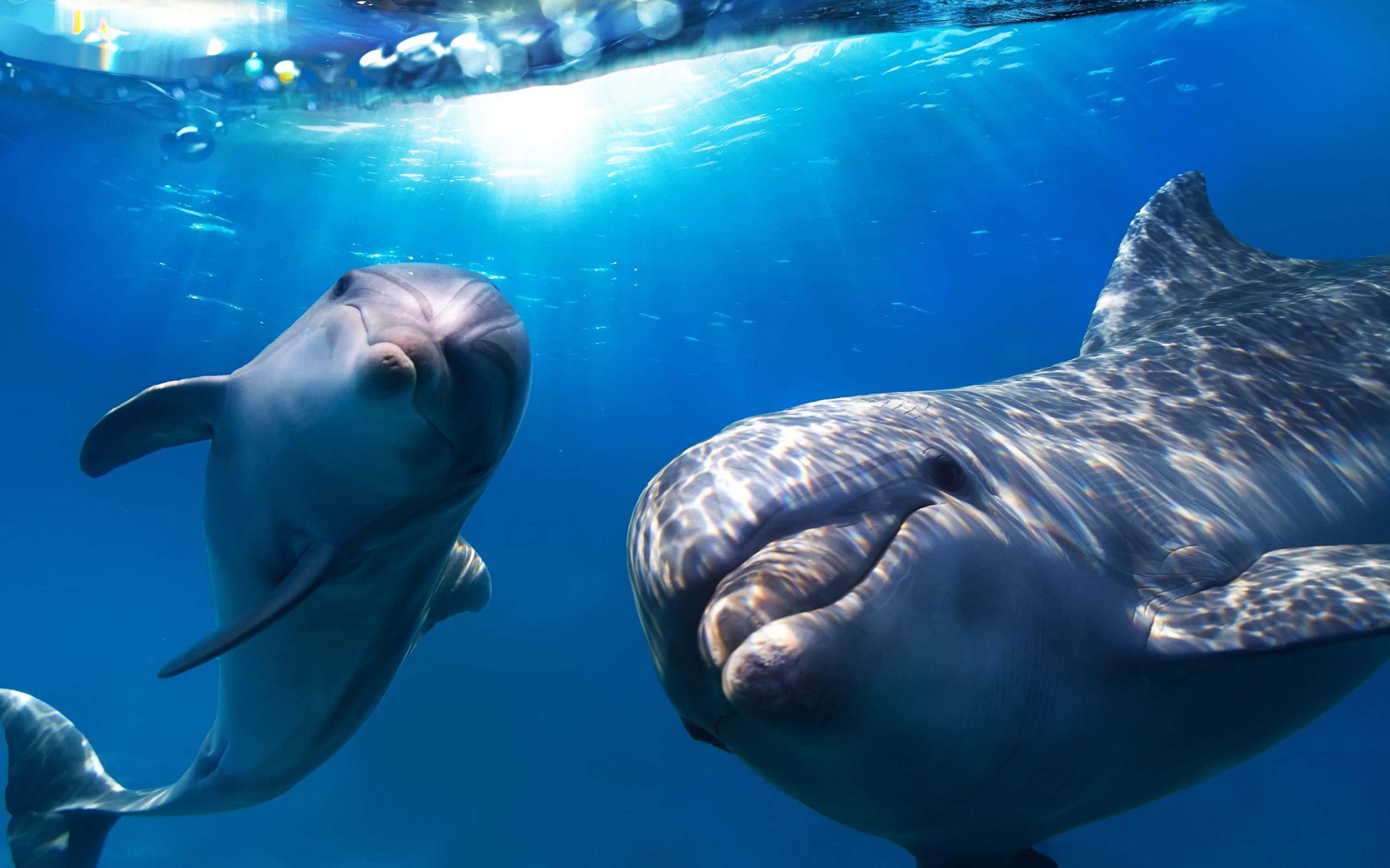 2880x1800 Cute Dolphin Wallpaper