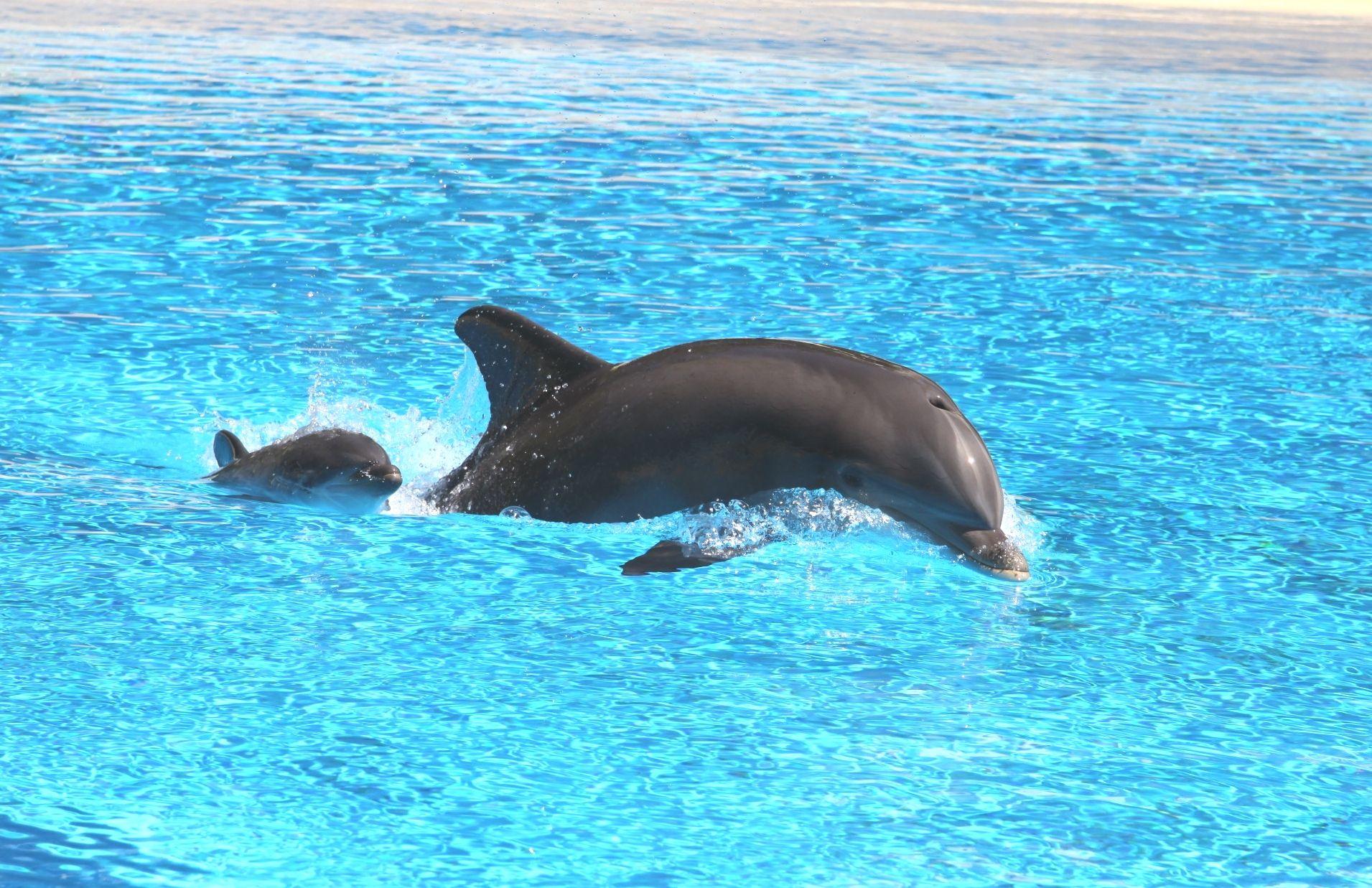 1911x1237 Will Isaac's Wake Leave Another Baby Dolphin Boom?