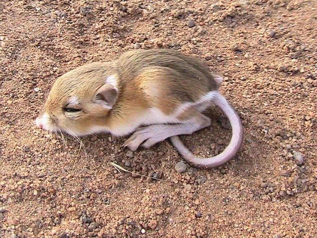 1024x768 imgur doesn't have enough baby rats