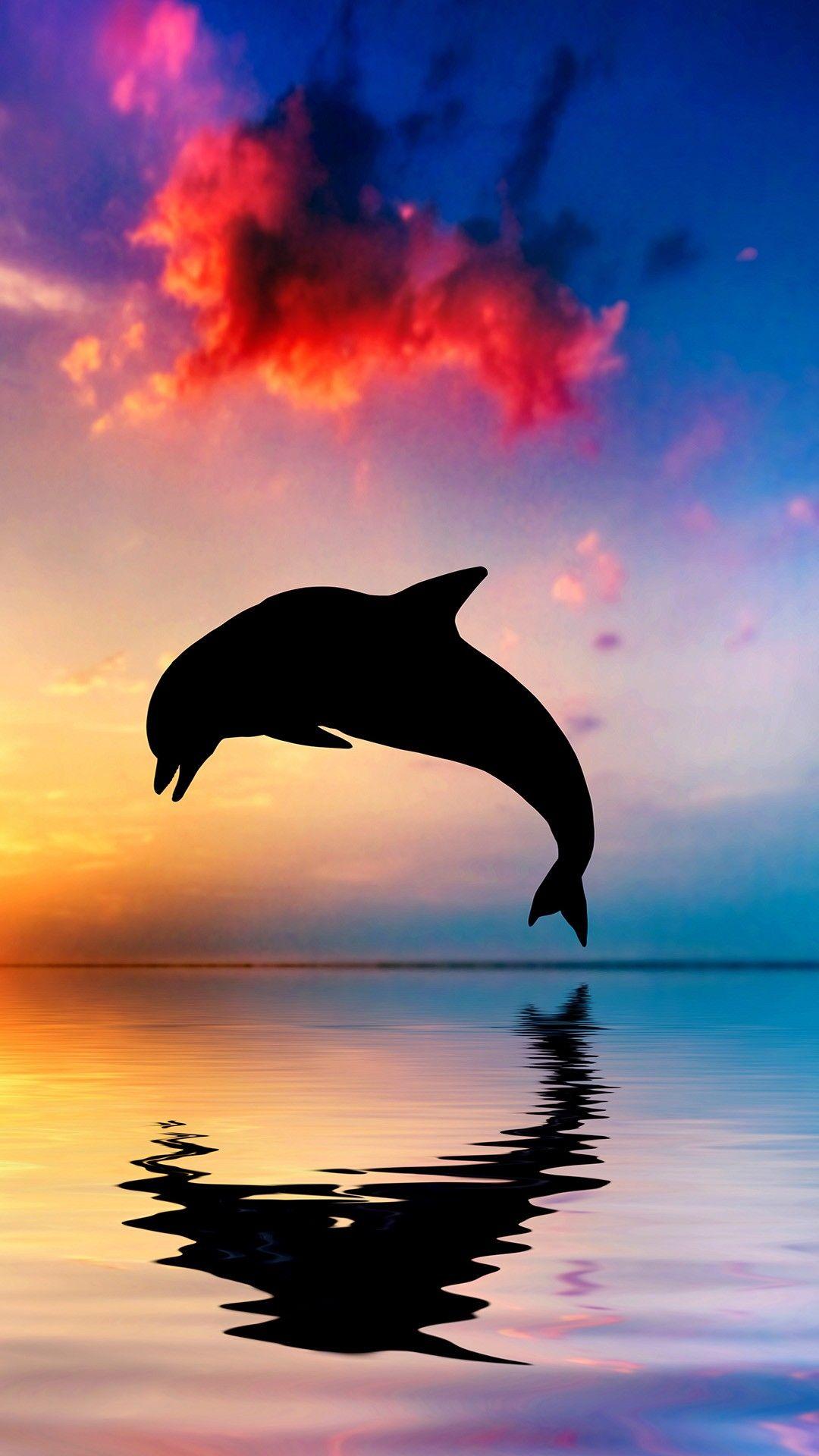 Best Dolphin iPhone 8 HD Wallpapers  iLikeWallpaper