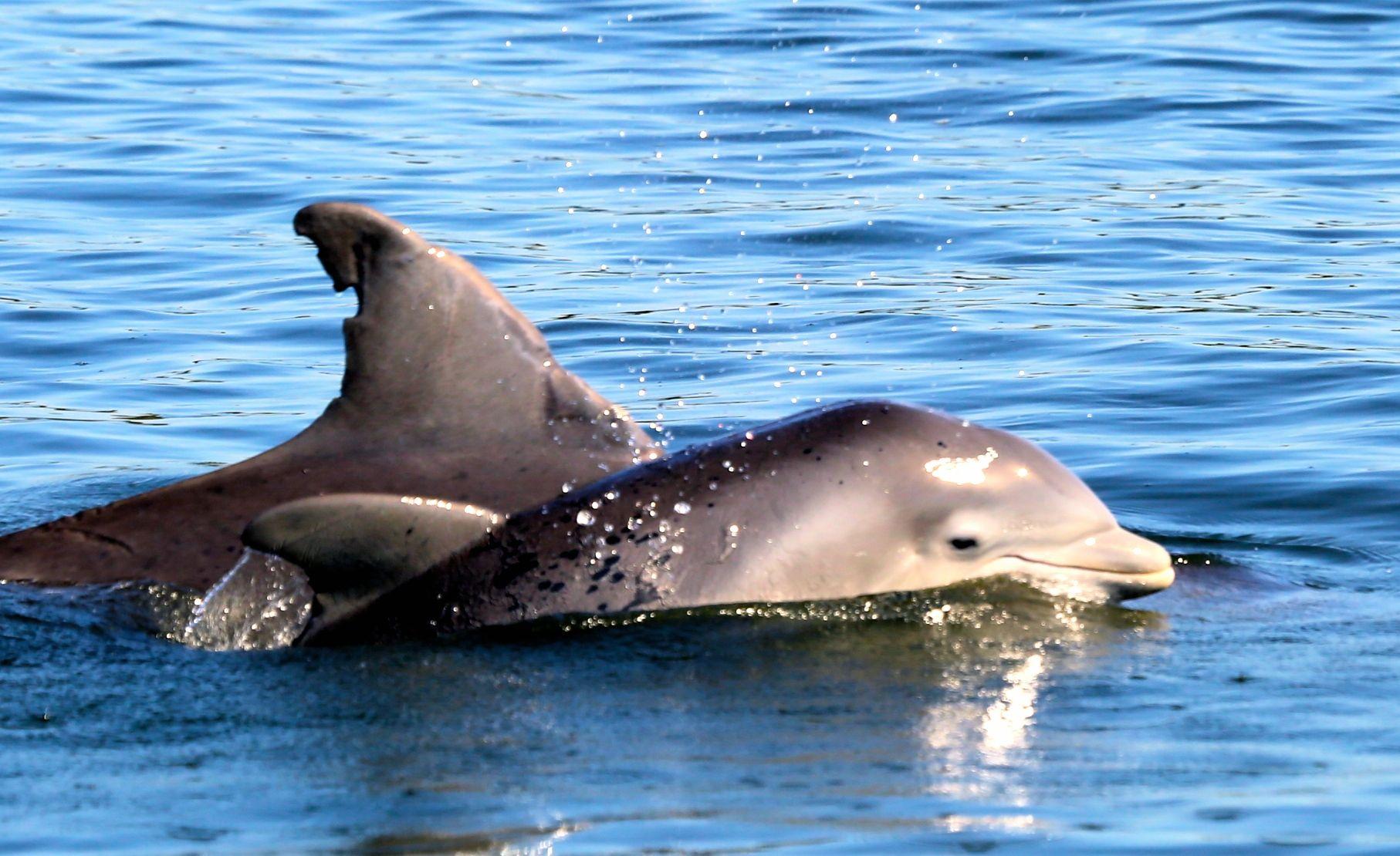 Baby Pink Dolphin Wallpapers Top Free Baby Pink Dolphin Backgrounds