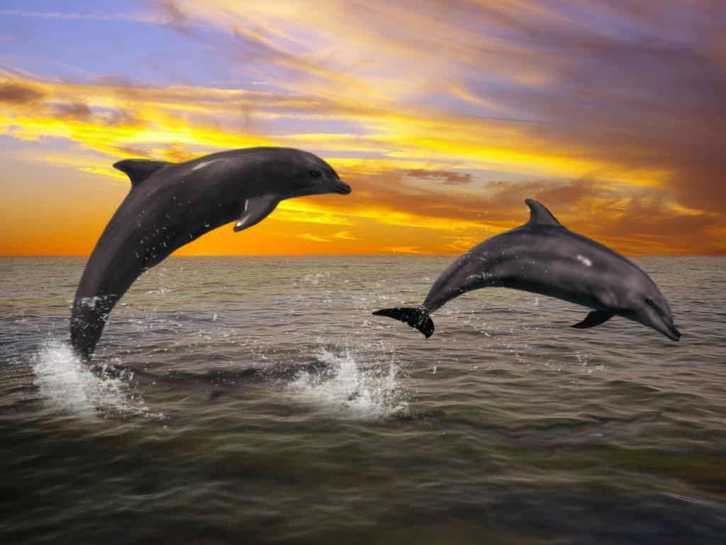 78746 Dolphin 4K Sunset Sea  Rare Gallery HD Wallpapers