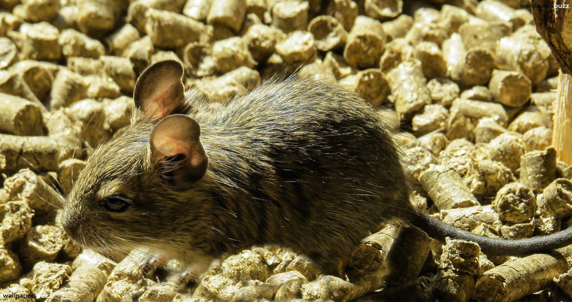 1920x1016 A Baby Degu HD Wallpaper