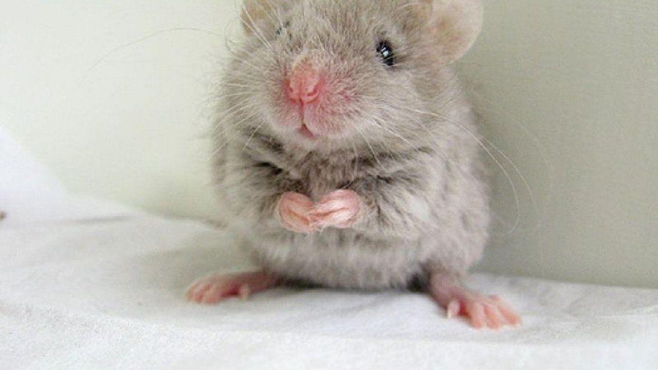 Миллер мыши. Маленькая смешная мышь. Гордый мышонок. Крыса плачет. Милые мышата фото.
