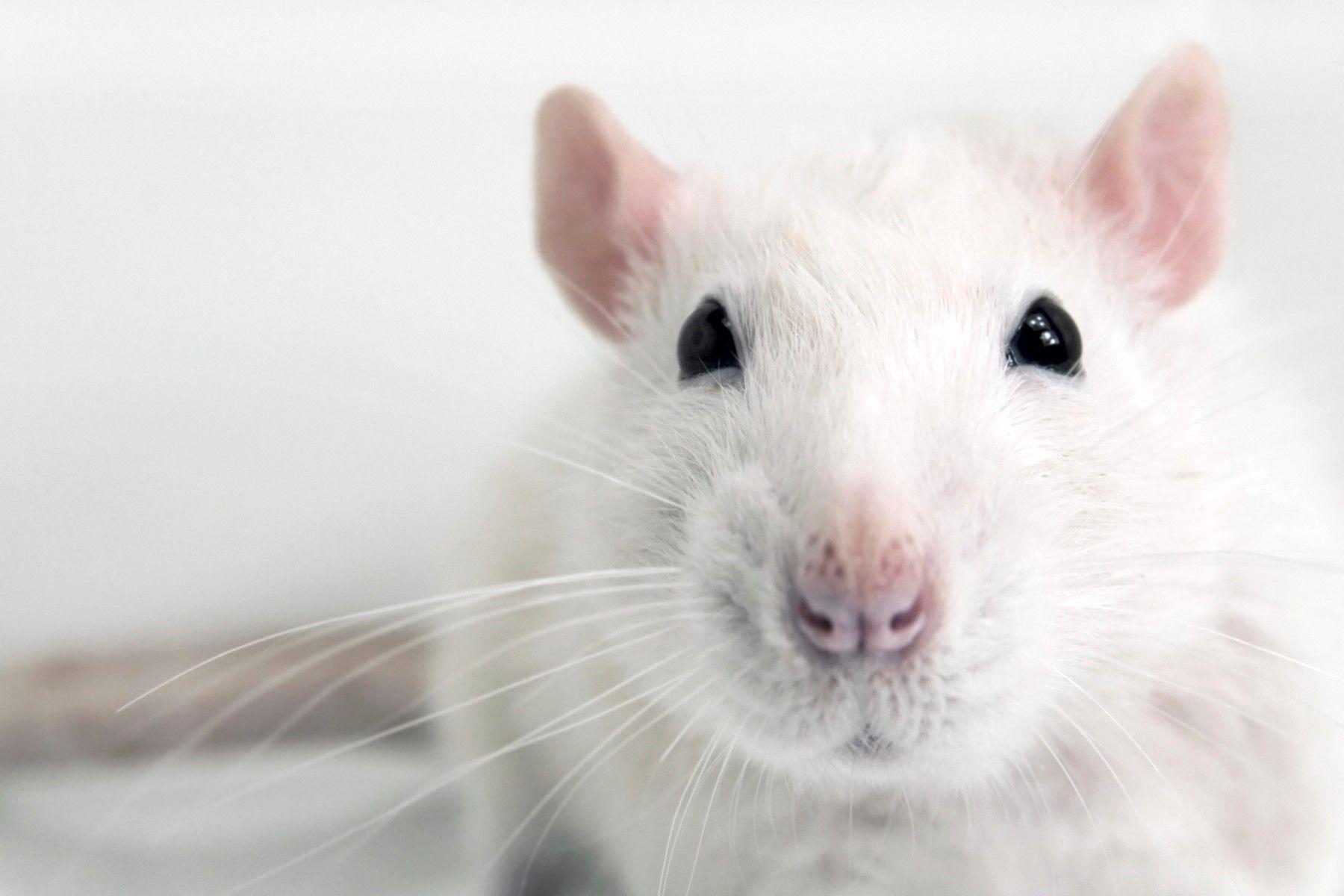 1800x1200 Only White Baby Mouse Animal Wallpaper at
