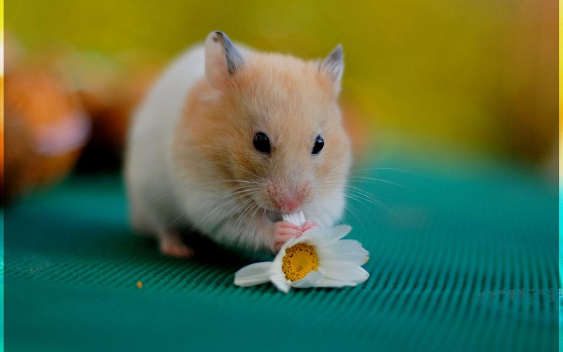1920x1200 Hamster Wallpaper