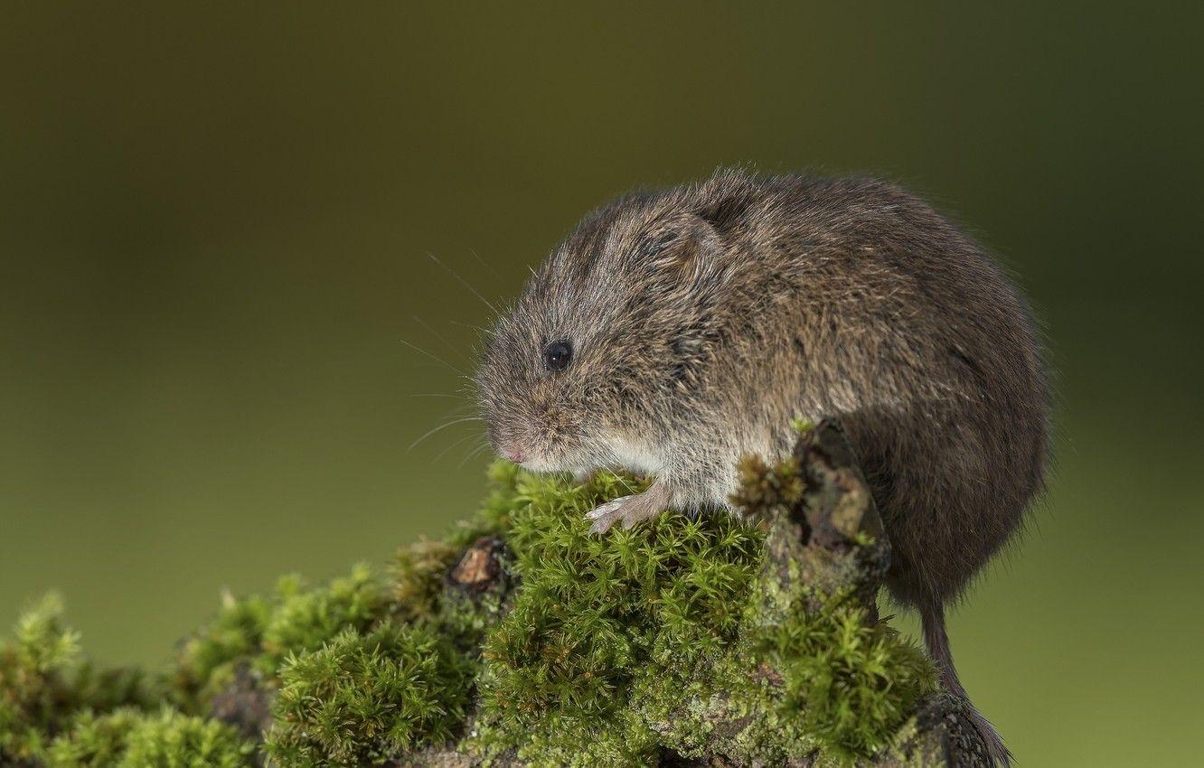 1332x850 Wallpaper moss, mouse, baby image for desktop, section