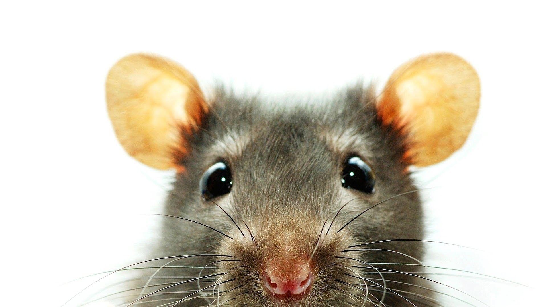 Baby Rat Wallpapers - Top Free Baby Rat Backgrounds - WallpaperAccess