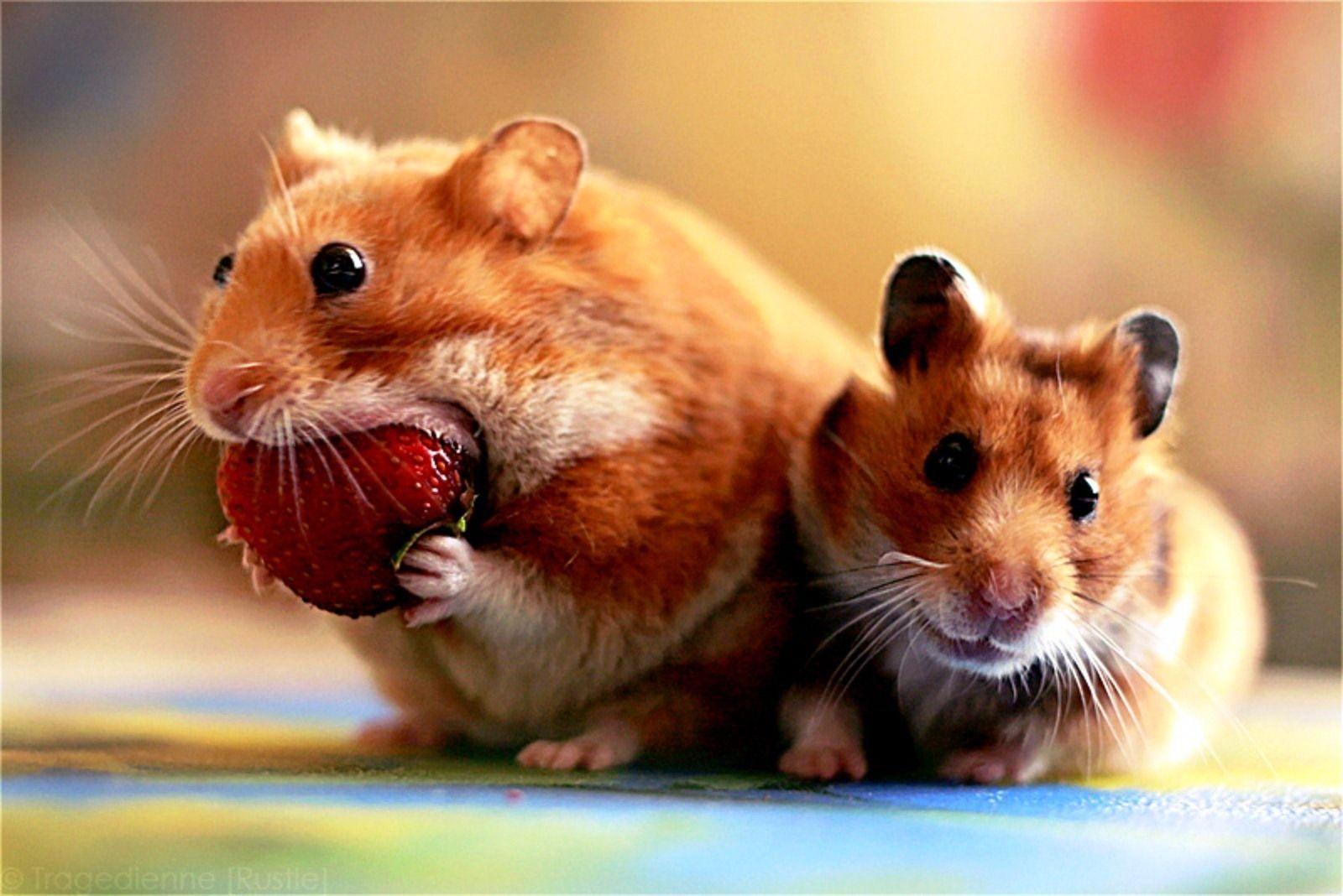 1600x1068 Cute Hamster Wallpaper
