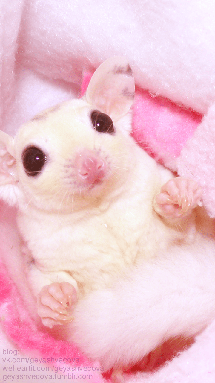 720x1280 animals, baby, background, beautiful, beauty, cat, color