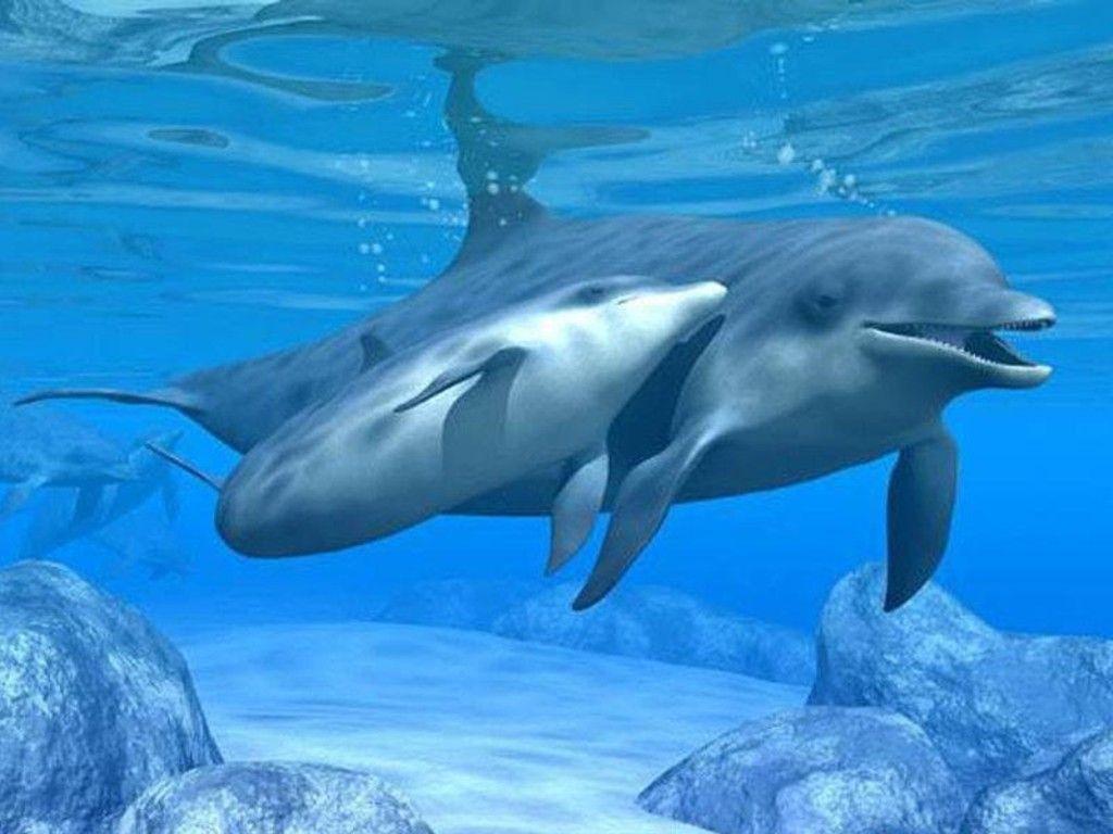 1024x768 Cute Dolphin Wallpaper