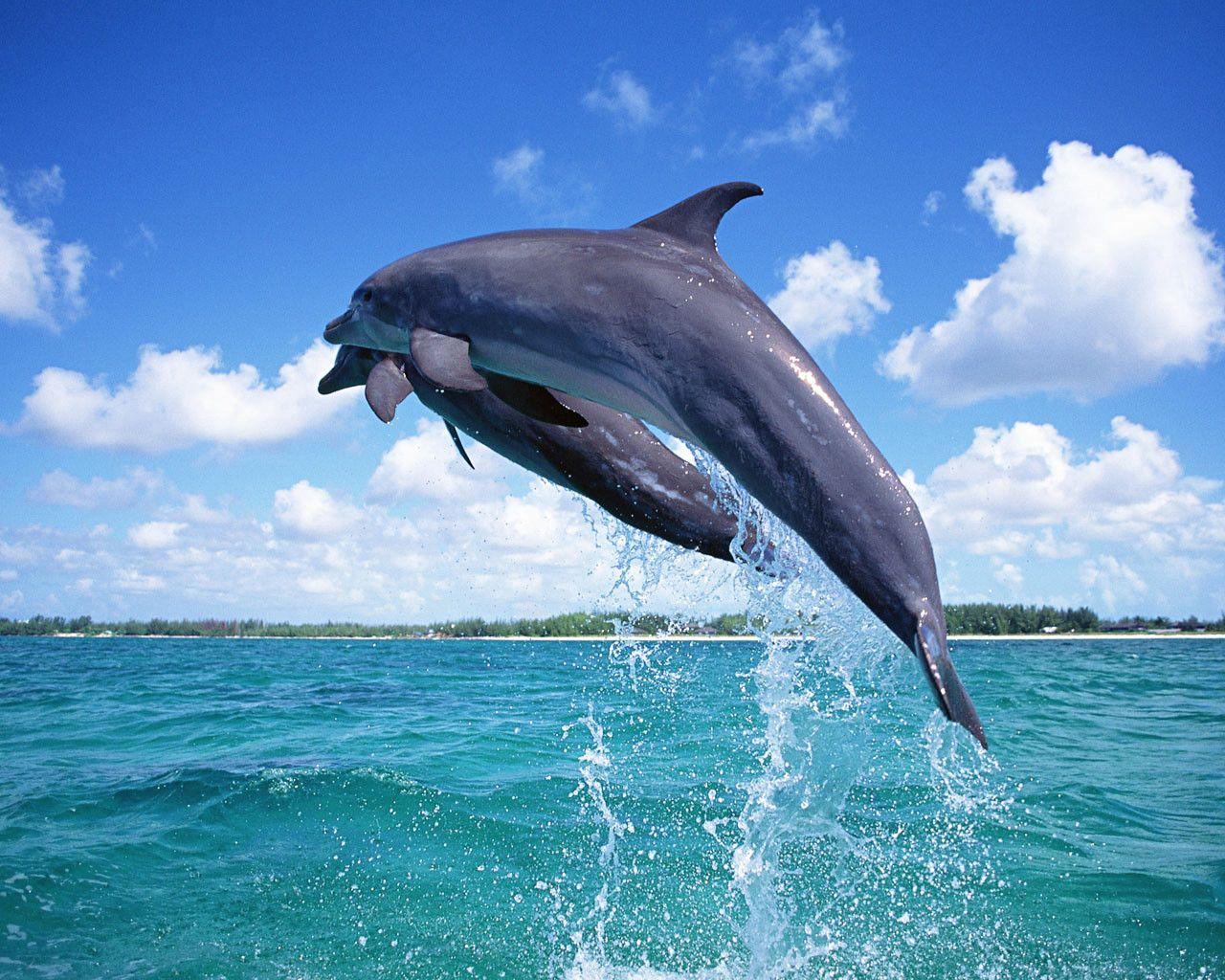 1280x1024 Desktop is cool, 30 fresh dolphins wallpaper