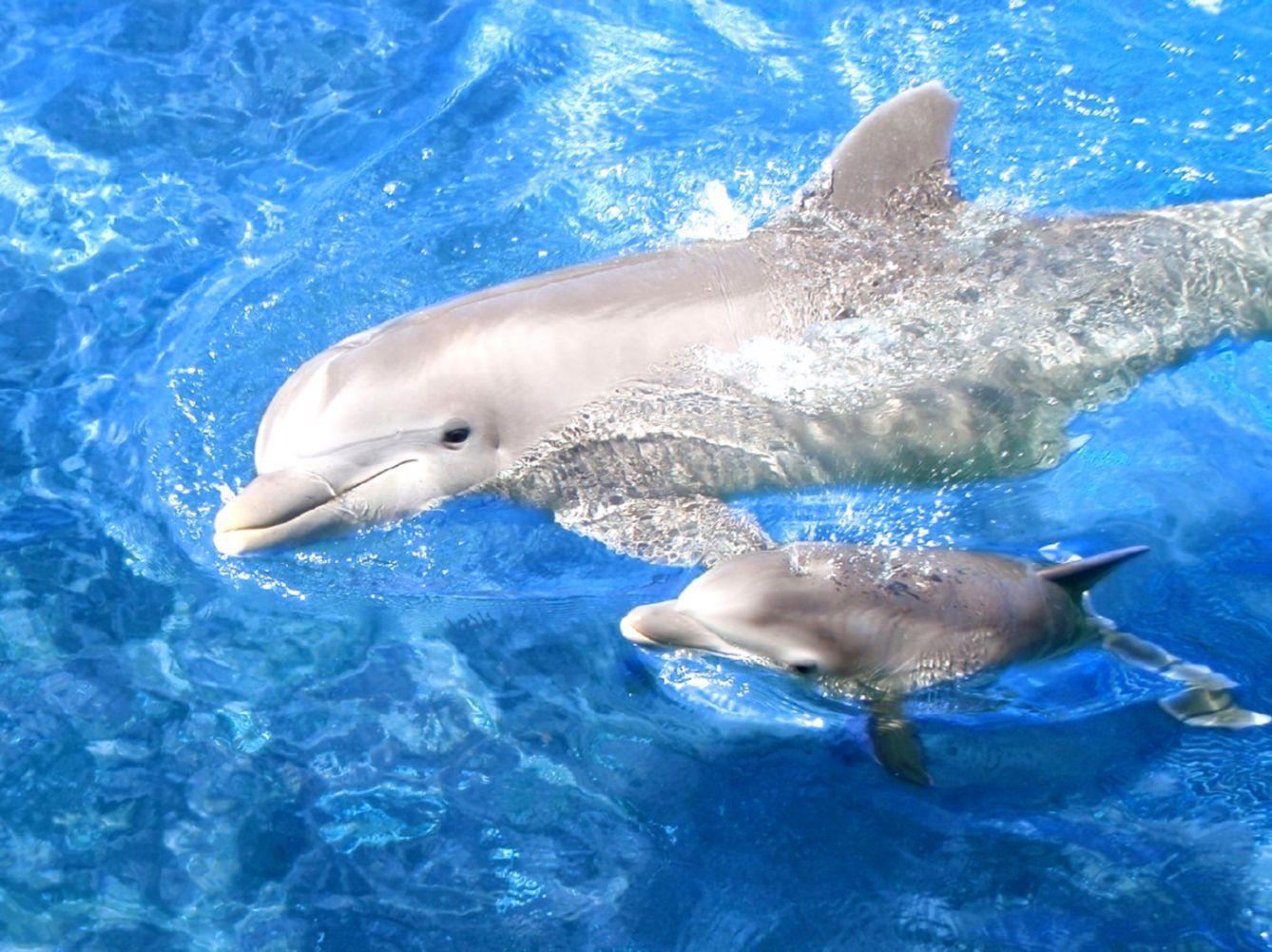 Cute pictures of baby dolphins